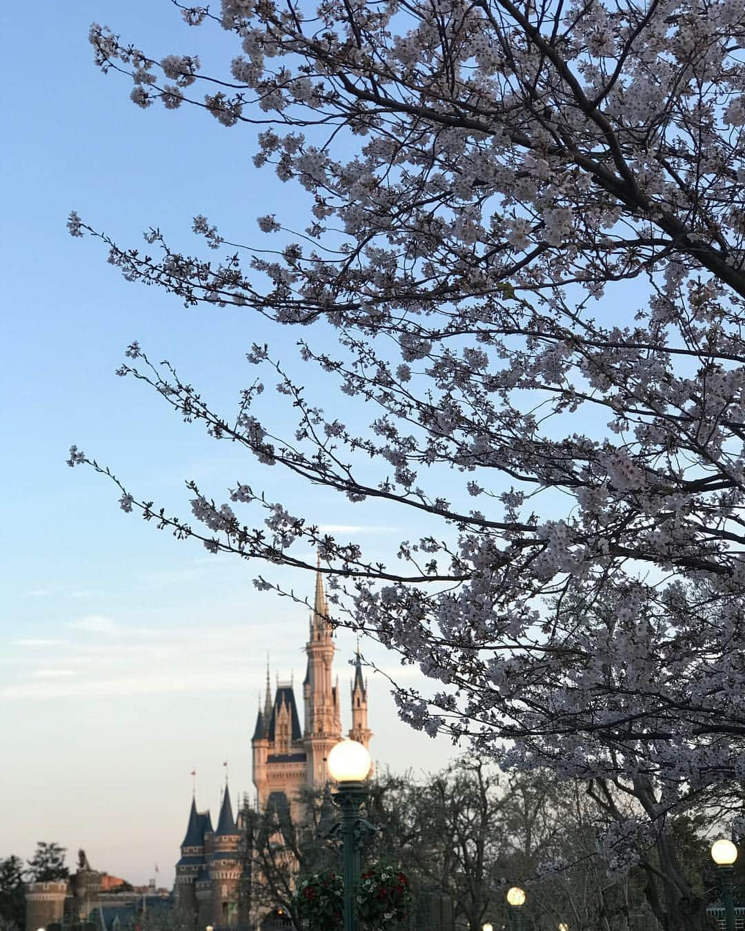 花里まなさんのインスタグラム写真 - (花里まなInstagram)「昨日は大好きな仲間達と一緒にディズニーへ🏰✨ 娘はミニーちゃんに🎀娘は髪が多くて長いので、ミニーお団子ヘアが作れました👧💕 一緒に行ったミッキー&ドナルドも可愛かったな〜🥰 子供のディズニーコスは可愛くて本当に癒されます❤️ ☆  #ディズニーランド #ミニーコーデ #ミニーヘア でもミニーのヘアバンドも付けたから、お耳が四つだ…🤭」4月10日 22時58分 - aiko_mana18