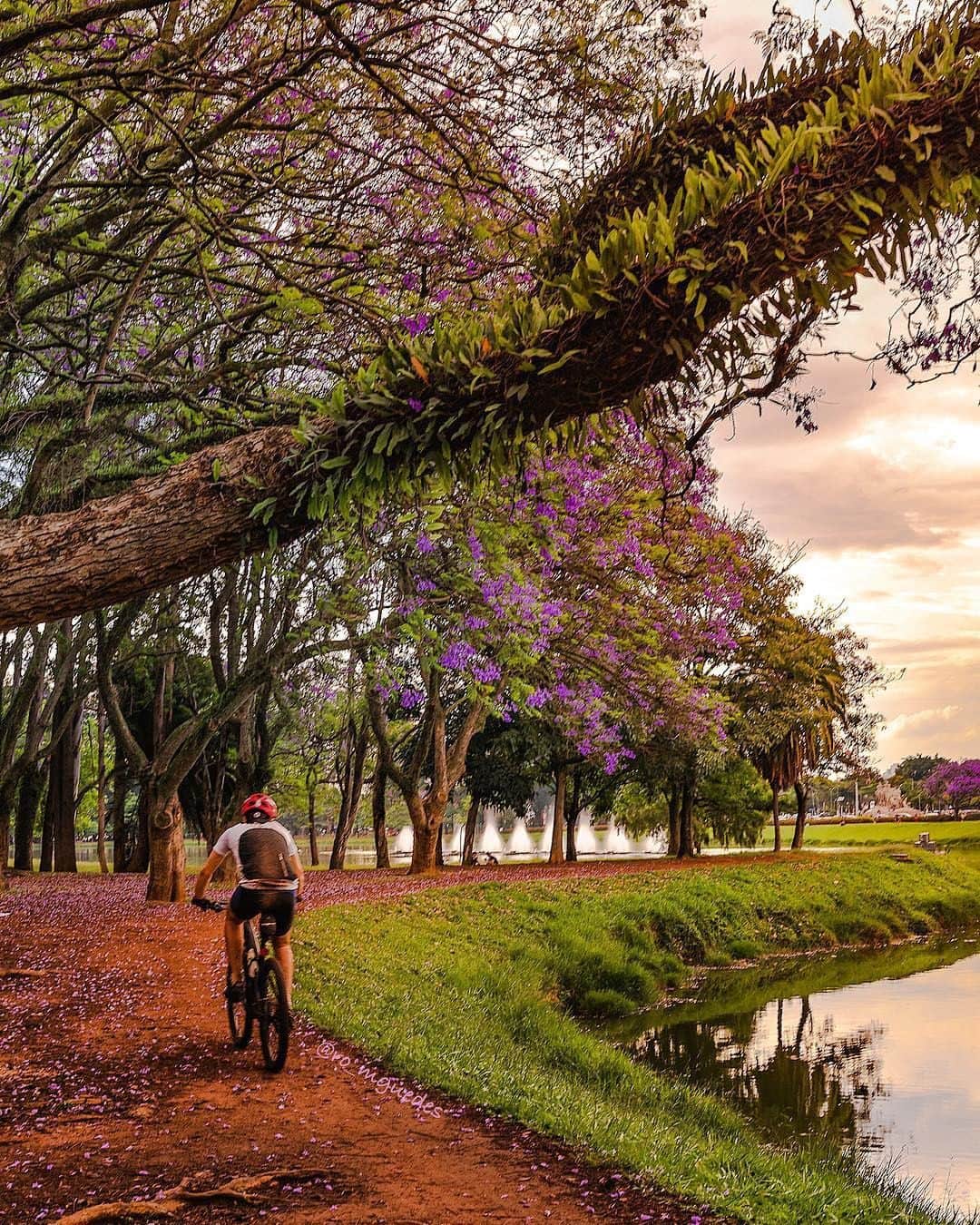 デルタ航空さんのインスタグラム写真 - (デルタ航空Instagram)「Parque Ibirapuera is to São Paulo, as Central Park is to NYC. Both are often referred to by locals as an “oasis” amongst a concrete jungle. ⠀⠀⠀⠀⠀⠀⠀⠀⠀ Fly into #GRU direct from #ATL and #JFK and take advantage of the miles of tree-lined paths for an evening bike ride. ⠀⠀⠀⠀⠀⠀⠀⠀⠀ Photo: @ro_mguedes」4月10日 23時00分 - delta