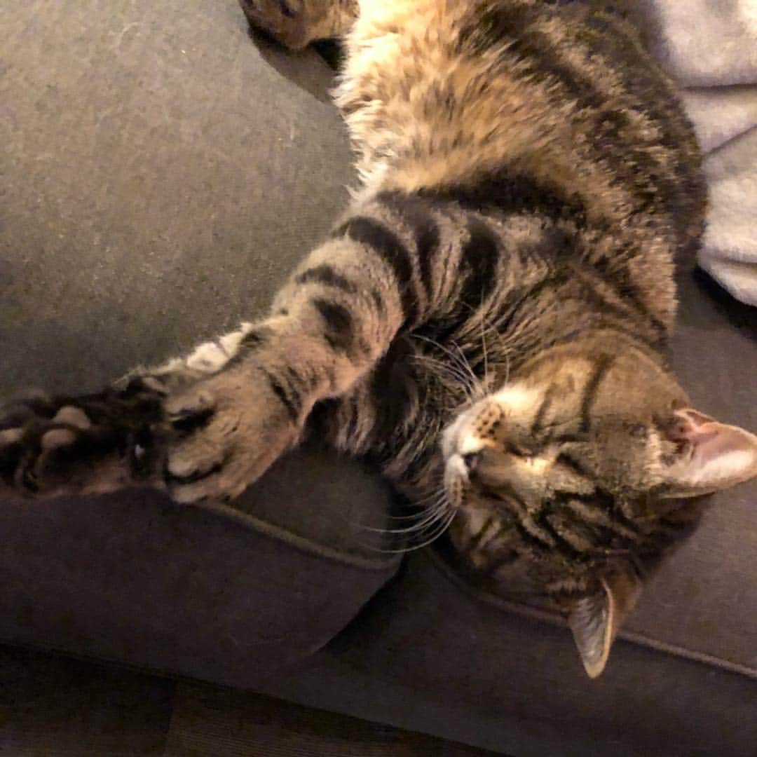 のインスタグラム：「Meow hello 💜」