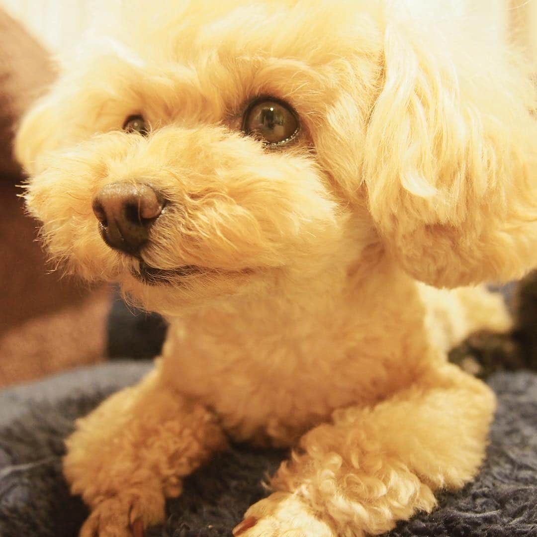 川又智菜美のインスタグラム：「我が家のアイドル、はなちゃん😍 #プードル #いぬすたぐらむ #犬のいる暮らし #癒される #もふもふ #インスタはじめました」