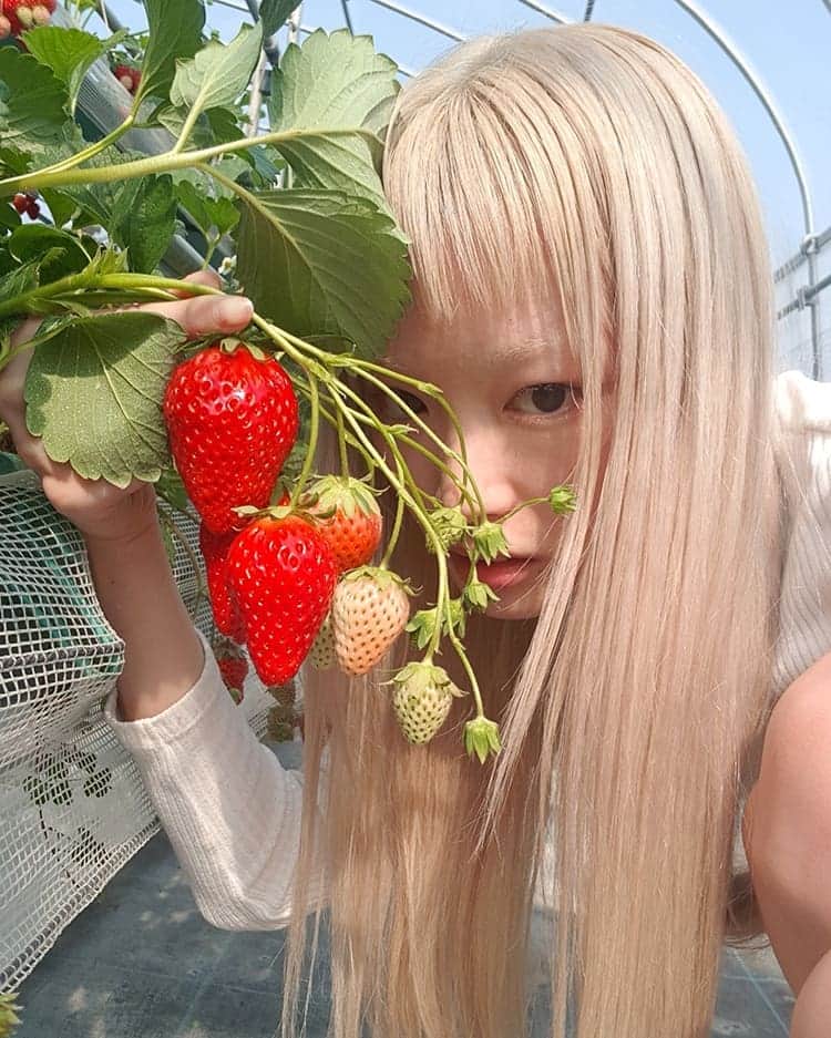 フェルナンダ・リーのインスタグラム：「🍓🍓🍓 The strawberries here are so good and sweet. I feel like I can't eat strawberries anymore, otherwise I'll be disappointed. 🤔 〰️〰️〰️〰️〰️ もしまたいちごを食べた時、とりたてのイチゴが美味しすぎたので他のいちごにガッカリすると思います。🤧 🍓🍓🍓」