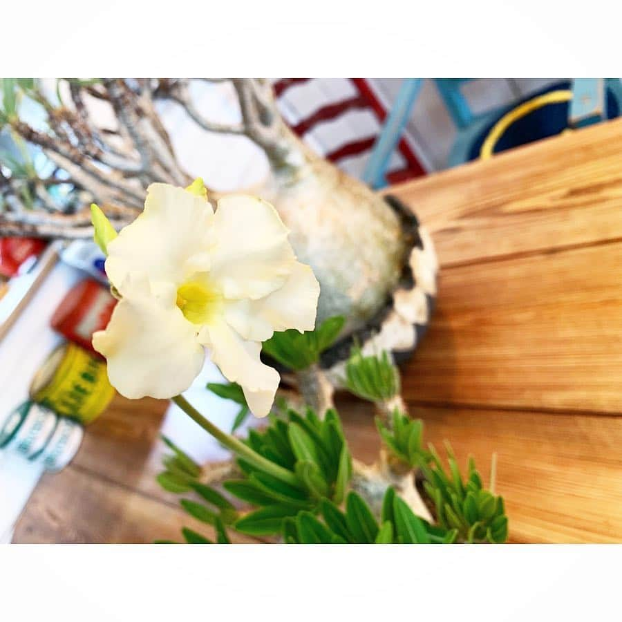 佐田正樹さんのインスタグラム写真 - (佐田正樹Instagram)「咲いた〜咲いた〜パキポの花が〜 並んだ〜並んだ〜赤白黄色〜ってか。 #パキポディウム #グラキリス #イノピナーツム #ウィンゾリー #赤白黄色 #どの花見ても綺麗だな  #caudex  #invisibleink」4月10日 14時54分 - satakisama