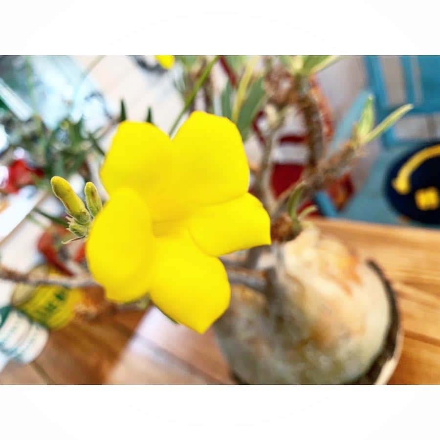 佐田正樹さんのインスタグラム写真 - (佐田正樹Instagram)「咲いた〜咲いた〜パキポの花が〜 並んだ〜並んだ〜赤白黄色〜ってか。 #パキポディウム #グラキリス #イノピナーツム #ウィンゾリー #赤白黄色 #どの花見ても綺麗だな  #caudex  #invisibleink」4月10日 14時54分 - satakisama