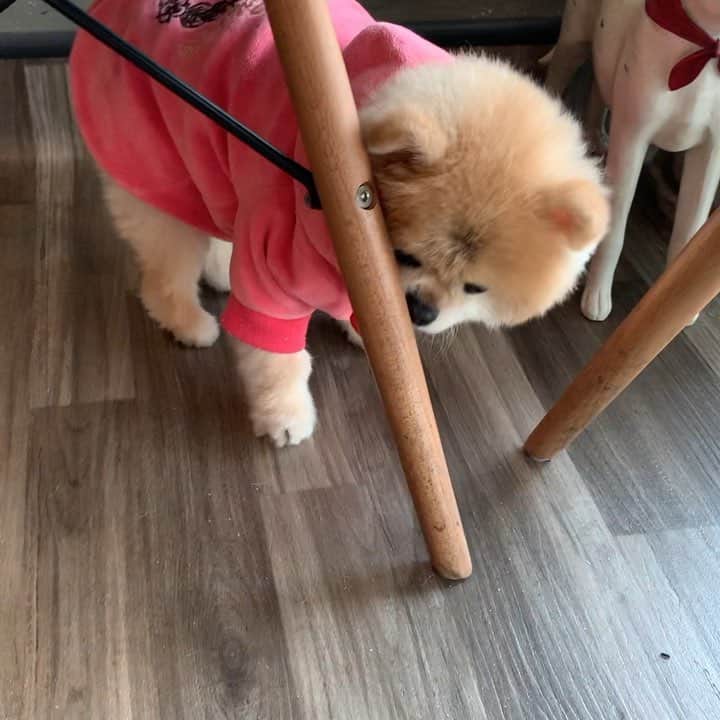 Ella Chuffyのインスタグラム：「I’m an explorer with a new tail 🦚🐶 . . . . . . . . #ellachuffy #pet #petstagram #pomeranianpage #pomeraniansofinstagram #teacuppoms #cutedogs #pomeranian_lovers #pomeranianlife #pomeranianworld #teddybeardog #pomeranian #puppylove #aplacetolovedogs #dogoftheday #justpomeranians #fluffypack #dogoftheday #anmlsposts #thedailypompom #picoftheday #iflmdog #犬 #狗 #everydaydoglover #puppiesofweek」