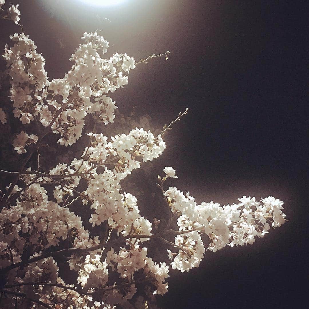 藤本麻子さんのインスタグラム写真 - (藤本麻子Instagram)「お花見🌸♡」4月10日 15時36分 - aako528