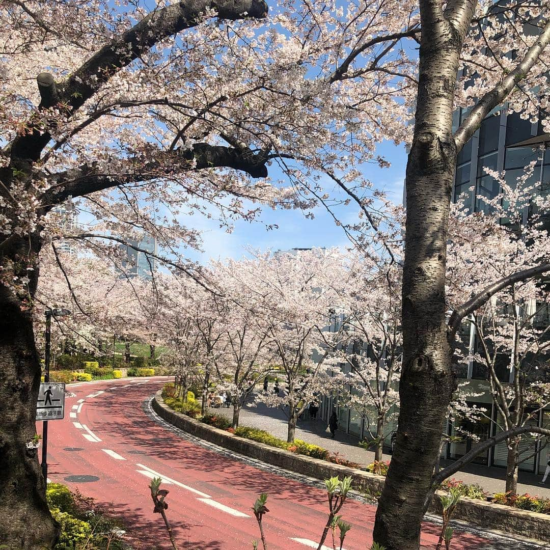 角田奈緒子さんのインスタグラム写真 - (角田奈緒子Instagram)「✱ミッドタウンお花見 2019.4.5  遅ればせながら、、 六本木のミッドタウンでお花見をしました🌸  花粉症大爆発 と思ったら、こちら檜町公園でした😂  #お花見 #桜 #六本木 #ミッドタウン #檜町公園 #花粉症」4月10日 15時46分 - naokoon1122