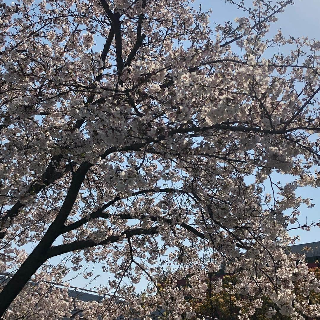 角田奈緒子さんのインスタグラム写真 - (角田奈緒子Instagram)「✱ミッドタウンお花見 2019.4.5  遅ればせながら、、 六本木のミッドタウンでお花見をしました🌸  花粉症大爆発 と思ったら、こちら檜町公園でした😂  #お花見 #桜 #六本木 #ミッドタウン #檜町公園 #花粉症」4月10日 15時46分 - naokoon1122