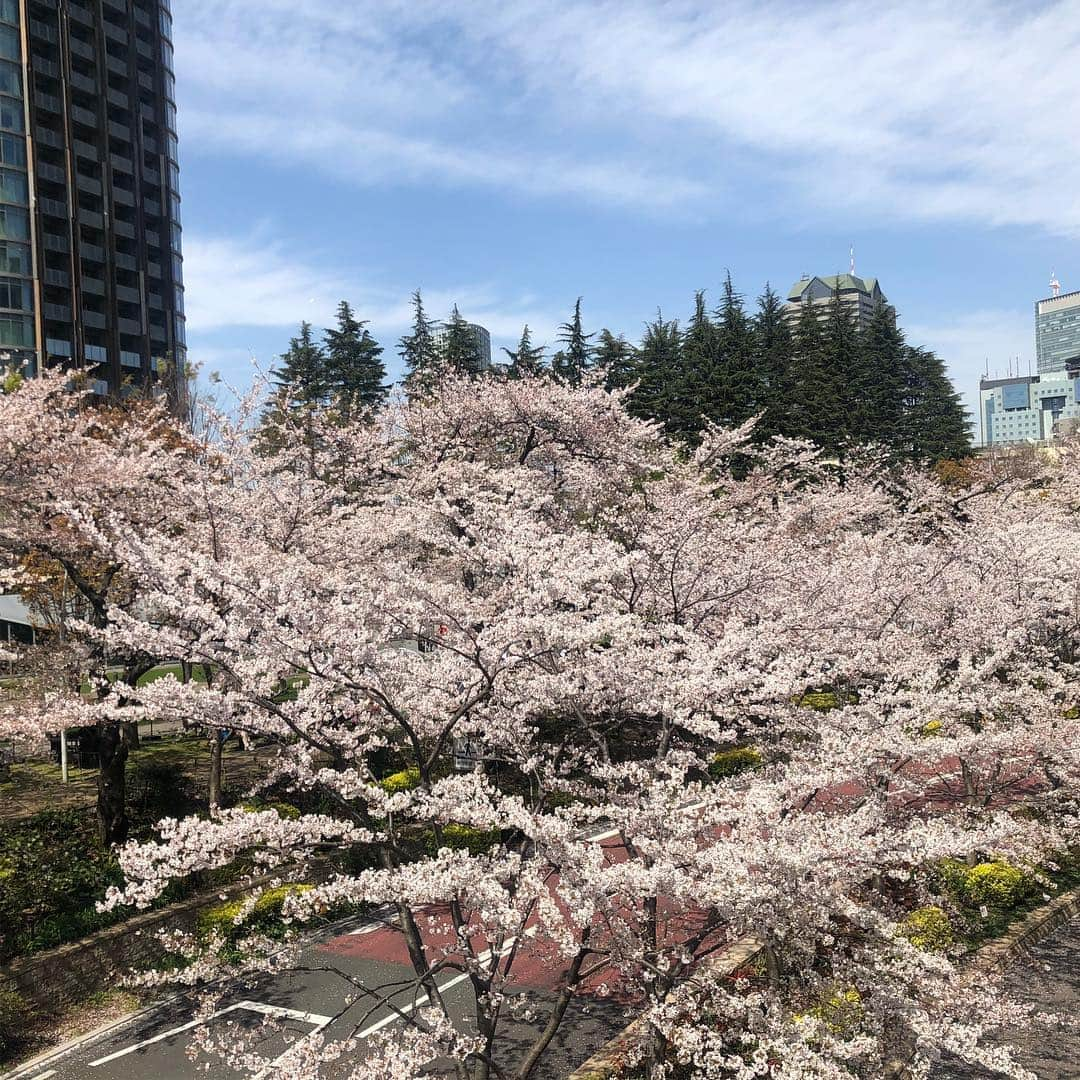 角田奈緒子さんのインスタグラム写真 - (角田奈緒子Instagram)「✱ミッドタウンお花見 2019.4.5  遅ればせながら、、 六本木のミッドタウンでお花見をしました🌸  花粉症大爆発 と思ったら、こちら檜町公園でした😂  #お花見 #桜 #六本木 #ミッドタウン #檜町公園 #花粉症」4月10日 15時46分 - naokoon1122