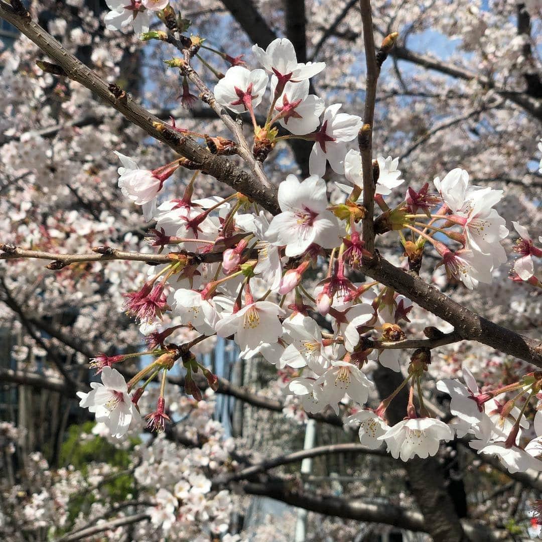 角田奈緒子さんのインスタグラム写真 - (角田奈緒子Instagram)「✱ミッドタウンお花見 2019.4.5  遅ればせながら、、 六本木のミッドタウンでお花見をしました🌸  花粉症大爆発 と思ったら、こちら檜町公園でした😂  #お花見 #桜 #六本木 #ミッドタウン #檜町公園 #花粉症」4月10日 15時46分 - naokoon1122