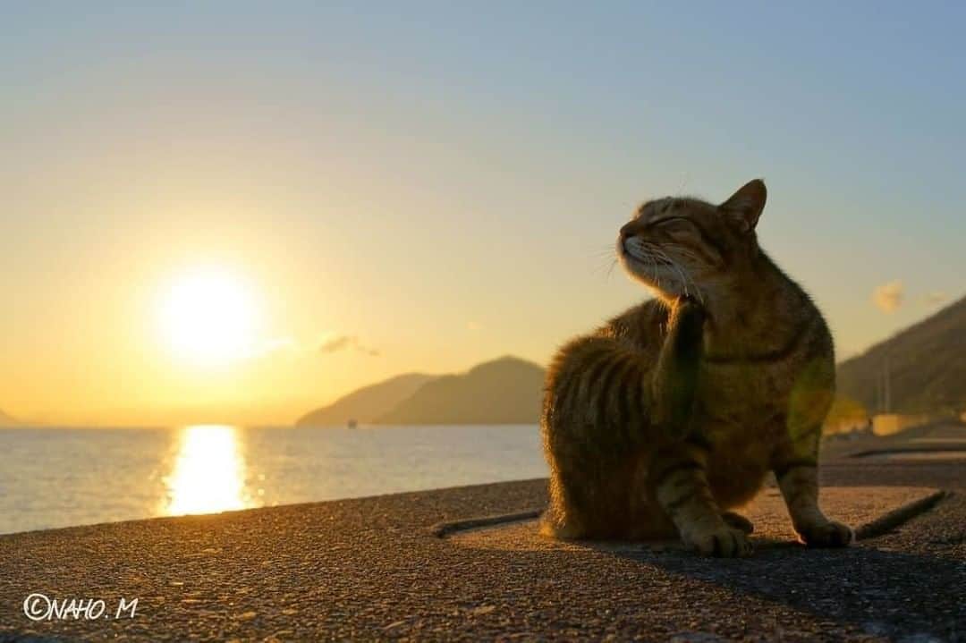 NEKOくらぶさんのインスタグラム写真 - (NEKOくらぶInstagram)「|| 朝のひかりがやわらかく照らしてる😺✨⠀ @cat_serenade さんの作品ですにゃ（＝ΦωΦ＝）⠀ *⠀ いいね！＆コメント大歓迎！！⠀ *⠀ #nekoclub #NEKOくらぶ #Japan #Photo #写真 #日本 #cat #ネコ #ねこ #猫 ⠀ Follow: @nekoclub_jpn⠀ *⠀ ▼【廣済堂出版共同企画】NEKOくらぶの皆さまとつくる「NEKOくらぶ写真集」、発売中♪（＝ΦωΦ＝）⠀ ※詳細は本アカウント「 @nekoclub_jpn 」のプロフィールに固定しているハイライトから」4月10日 16時01分 - nekoclub_jpn
