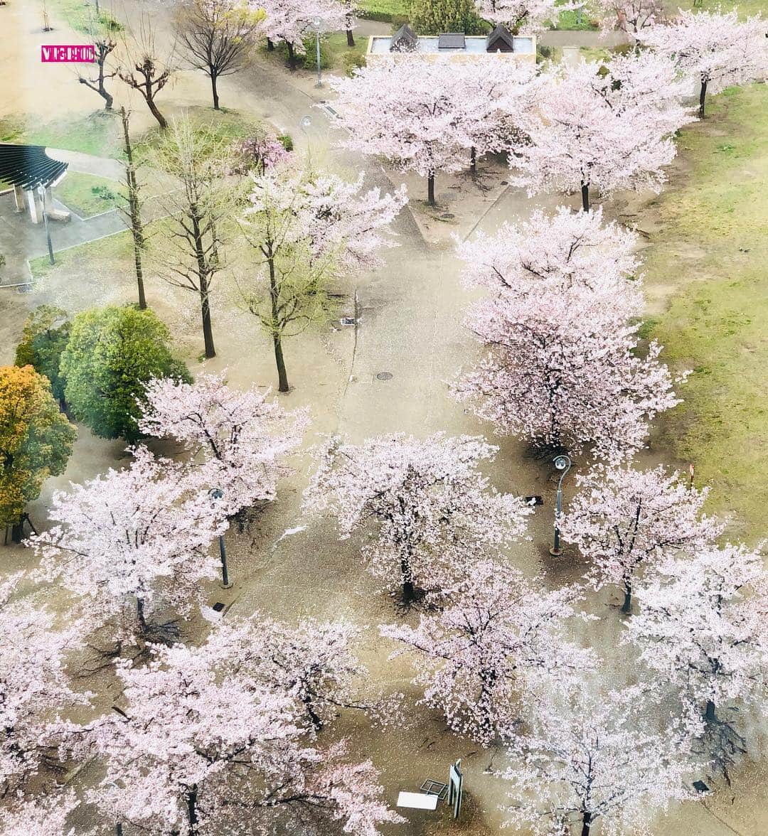 杉本なつみさんのインスタグラム写真 - (杉本なつみInstagram)「. . 雨だし寒いし憂鬱だけど… . . いつもは人でいっぱいでレジャーシートがブワーッと広がってる扇町公園の桜の木の下がほぼ無人！ . . なんか独り占めできたみたいで これはこれでいいな… . . . 雨でお花が傷みませんように… . . . #桜 #お花見 #花見 #雨天  #벛꽃 #벛꽃구경 #봄날 #예쁘다 #소통 #맞팔  #cherryblossom #springhascome #raining」4月10日 15時58分 - virgo910b