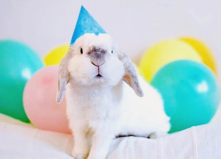 Exempel the bunnyのインスタグラム：「You would’ve turned 8 years old today. I hope you’ll get your special cake in heaven, Exempel. Nyko and I will celebrate you tonight after work. Happy birthday, I love you ❤️」