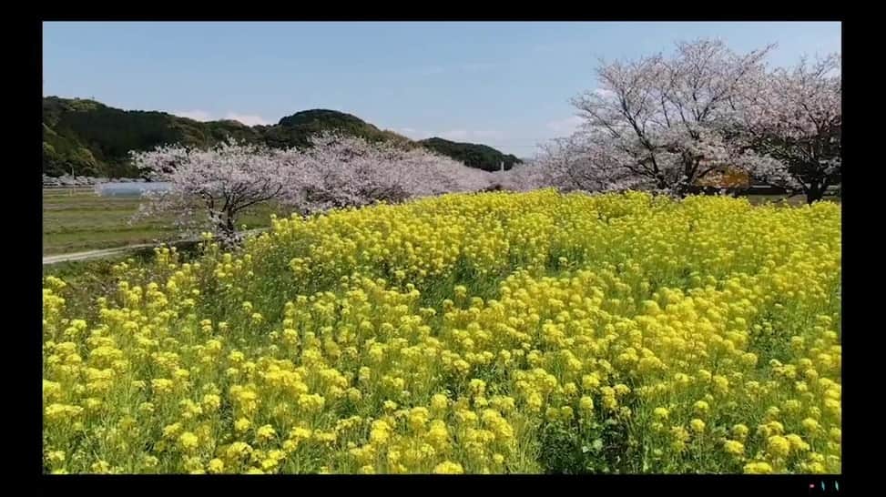 フジテレビ「FNNビデオPost」のインスタグラム：「「ziru8」さんから、長崎市の琴海戸根川沿いに咲き誇る桜の映像が届きました。 トップページのURLからご覧いただけるビデオPostギャラリーにて、約1カ月間、掲載中です！ #FNNビデオPost #桜 #ドローン #琴海戸根川 #長崎 #映像 #cherryblossomtree #ドローン空撮 #beautiful #Japan」