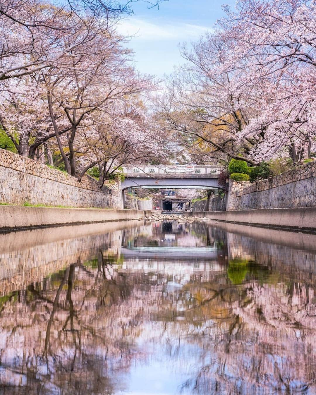 関西電力株式会社さんのインスタグラム写真 - (関西電力株式会社Instagram)「川沿いに1,500本以上の桜が咲き誇る夙川公園。水面に映る桜のリフレクションが美しく、「日本さくらの名所100選」にも選ばれています。 . ただいま関西電力Instagramではフォトコンテストを開催中♪ 詳細はプロフィールのURLよりご覧ください。 皆さまのご参加をお待ちしています！ . #兵庫 #夙川 #夙川公園  #桜 #cherryblossom  #お花見 #春 #はなまっぷ #花のある生活  #ザ花部 #絶景 #リフレクション #reflection  #日帰り旅行 #貴重な体験 #小旅行 #love_bestjapan #unknownjapan #loves_united_japan #日本の風景  #ファインダーは私のキャンバス #カメラのある生活　 #景色最高 #tripgramjp #写真は心のシャッター  #お写ん歩 #best_moments_shots #その旅に物語を  #インスタスポット」4月10日 16時21分 - kanden.jp
