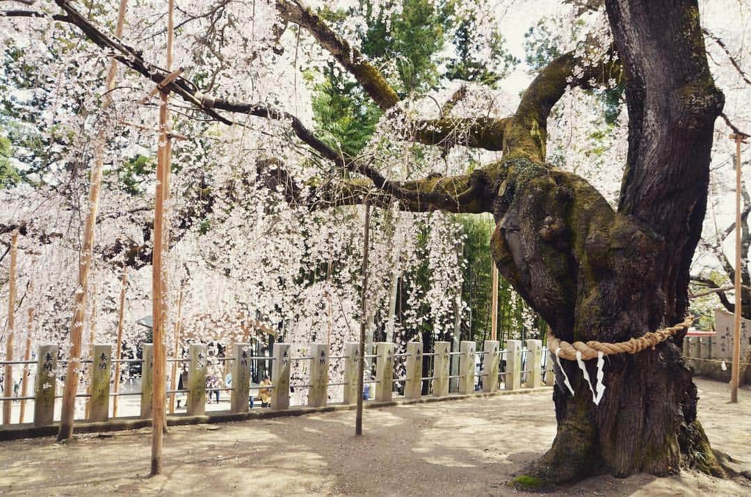 Rediscover Fukushimaさんのインスタグラム写真 - (Rediscover FukushimaInstagram)「Ogawa Suwa Shrine, Iwaki City 🌸」4月10日 16時23分 - rediscoverfukushima