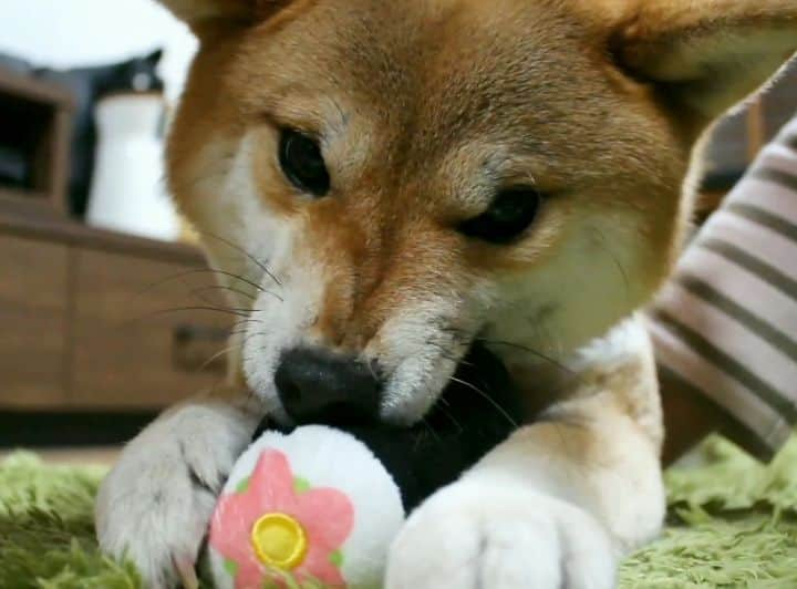 柴犬たま Shibainu Tamaのインスタグラム