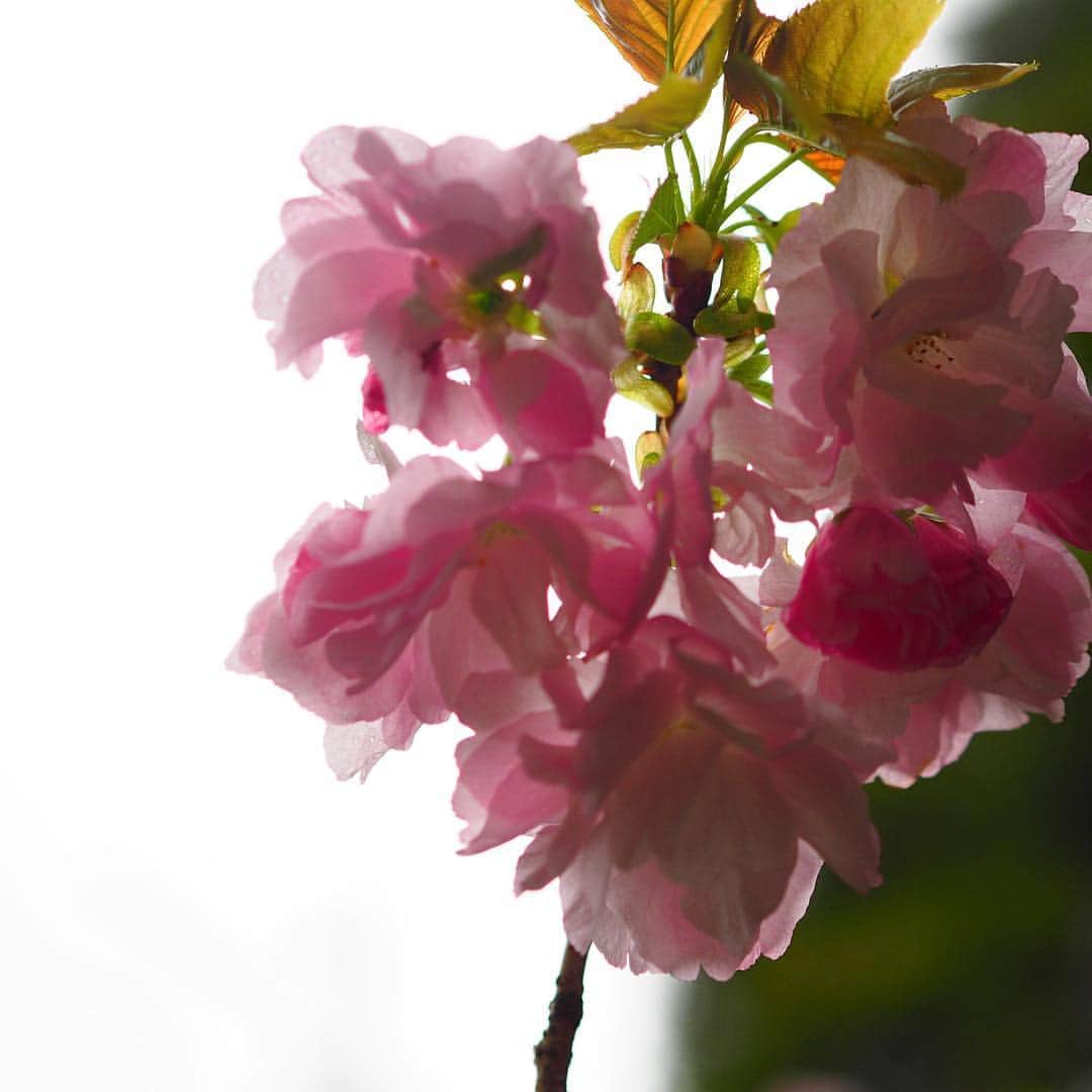 福岡女子短期大学さんのインスタグラム写真 - (福岡女子短期大学Instagram)「＠福岡女子短期大学 . こんにちは、福岡女子短期大学です。夕方パラパラと雨☂️が降ってきました。キャンパスの #桜 （ソメイヨシノ）は葉桜🌱になりましたが、９号館横の八重桜は綺麗なピンク色の花を沢山咲かせていました。また10号館横の桜も「さくらんぼ🍒」が赤く染まってきました🎉 . #福岡女子短期大学 #福女短 #桜　#福女短2019桜　#今日から学校  #今朝 #cherryblossom　#サクラ #桜 #さくら色　#look　#beautiful　#nature　#photo　#さくら🌸 #サクラ🌸 #instagram　#instalike　#photooftheday　#japan　#太宰府　#大学　　#美しい　#素敵　#福岡写真部 #風景　#絶景　#写真　#写真好きな人と繋がりたい　#写真撮ってる人と繋がりたい　#ファインダー越しの私の世界 . ========[ 資料請求 ]======== ． 新しい福岡女子短期大学の資料請求（2020大学案内）を無料送付中です。本学ホームページからお気軽に申し込みください。 . 子ども学科/健康栄養学科 音楽科/文化教養学科 ． 福岡女子短期大学 住所：‪福岡県太宰府市五条四丁目16番1号‬ tel：‪092-922-4034‬（代表）」4月10日 16時41分 - fukuoka_wjc