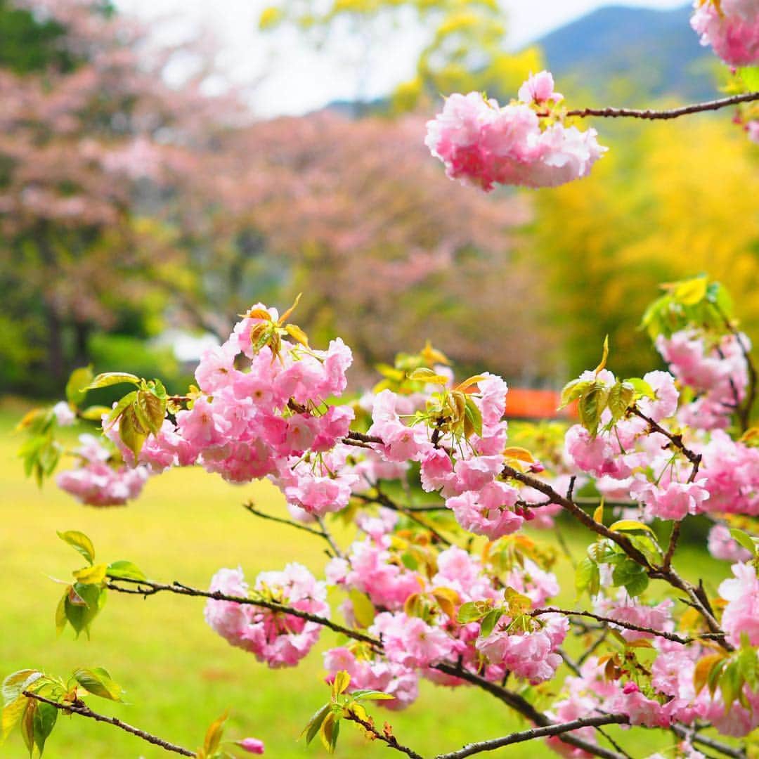 福岡女子短期大学さんのインスタグラム写真 - (福岡女子短期大学Instagram)「＠福岡女子短期大学 . こんにちは、福岡女子短期大学です。夕方パラパラと雨☂️が降ってきました。キャンパスの #桜 （ソメイヨシノ）は葉桜🌱になりましたが、９号館横の八重桜は綺麗なピンク色の花を沢山咲かせていました。また10号館横の桜も「さくらんぼ🍒」が赤く染まってきました🎉 . #福岡女子短期大学 #福女短 #桜　#福女短2019桜　#今日から学校  #今朝 #cherryblossom　#サクラ #桜 #さくら色　#look　#beautiful　#nature　#photo　#さくら🌸 #サクラ🌸 #instagram　#instalike　#photooftheday　#japan　#太宰府　#大学　　#美しい　#素敵　#福岡写真部 #風景　#絶景　#写真　#写真好きな人と繋がりたい　#写真撮ってる人と繋がりたい　#ファインダー越しの私の世界 . ========[ 資料請求 ]======== ． 新しい福岡女子短期大学の資料請求（2020大学案内）を無料送付中です。本学ホームページからお気軽に申し込みください。 . 子ども学科/健康栄養学科 音楽科/文化教養学科 ． 福岡女子短期大学 住所：‪福岡県太宰府市五条四丁目16番1号‬ tel：‪092-922-4034‬（代表）」4月10日 16時41分 - fukuoka_wjc