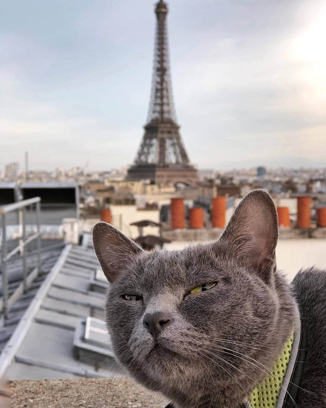 Aww Clubさんのインスタグラム写真 - (Aww ClubInstagram)「Expert in photobomb to destroy captures 📷@maomay__  #meowed #maomay #koratcat #photobomb #travelwithmeow #adventurekitty #nikon」4月10日 16時41分 - meowed