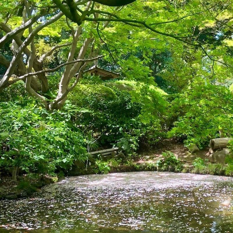 ホテル ニューオータニさんのインスタグラム写真 - (ホテル ニューオータニInstagram)「Pink petals falling from the trees blooming once again on the surface of the central pond. 散り始めた桜の花びらが花筏（はないかだ）となり、水面で再び咲き誇っています。 #花筏 #はないかだ #新緑 #日本庭園 #桜 #ニューオータニ #greenery #pinkpetals #sakura #instagrammable #japanesegarden @hotelnewotanitokyo #preferredhotels」4月10日 16時59分 - hotelnewotanitokyo