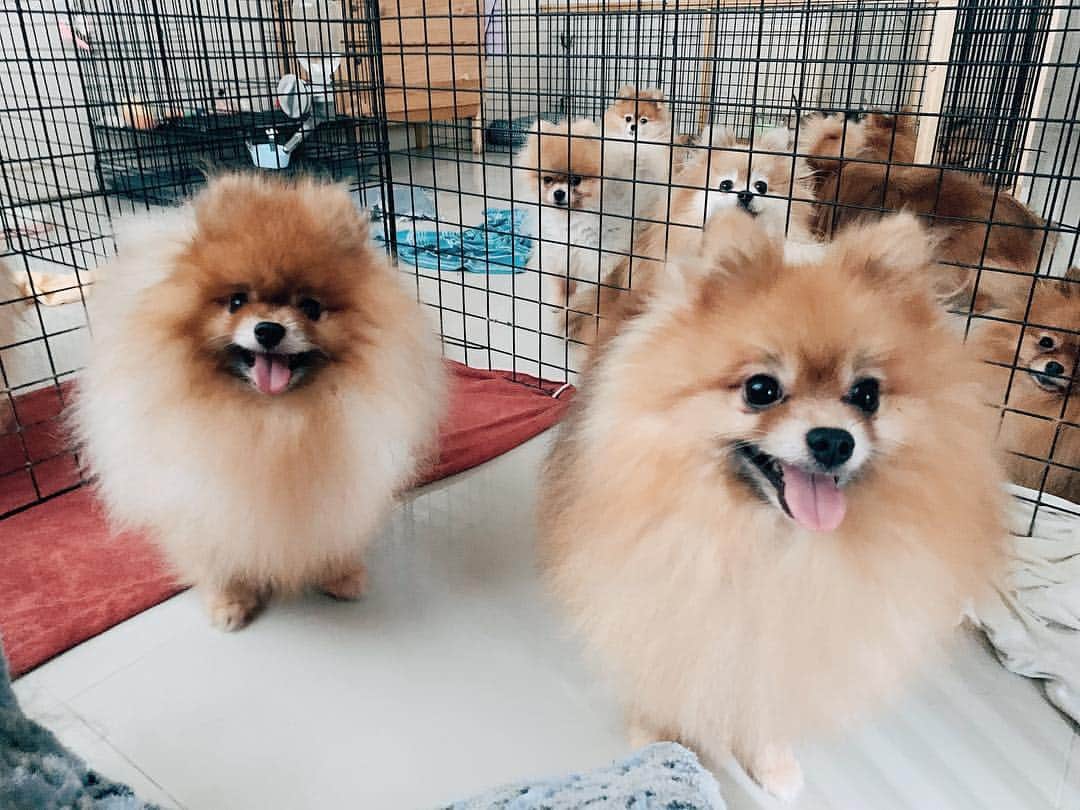 r_oseのインスタグラム：「Midweek smiles🐰🦁🦊🐨🐻🐶🐹〰️」