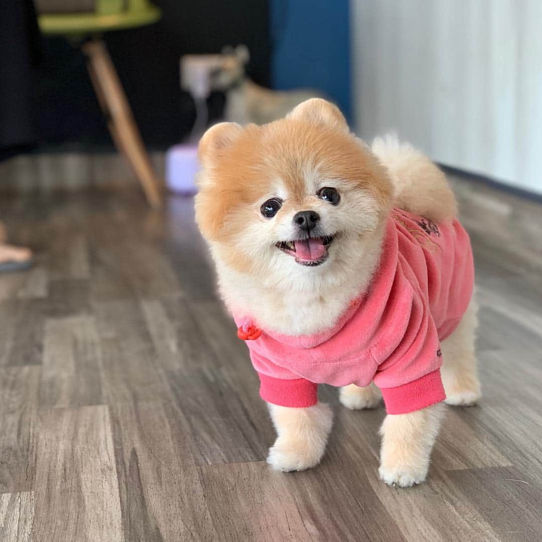 Ella Chuffyのインスタグラム：「Happy me.... 🙊🐶🧡 . . . . . . . #ellachuffy #pet #petstagram #pomeranianpage #pomeraniansofinstagram #teacuppoms #cutedogs #pomeranian_lovers #pomeranianlife #pomeranianworld #teddybeardog #pomeranian #puppylove #aplacetolovedogs #dogoftheday #justpomeranians #fluffypack #dogoftheday #anmlsposts #thedailypompom #picoftheday #iflmdog #犬 #狗 #everydaydoglover #puppiesofweek #happy」