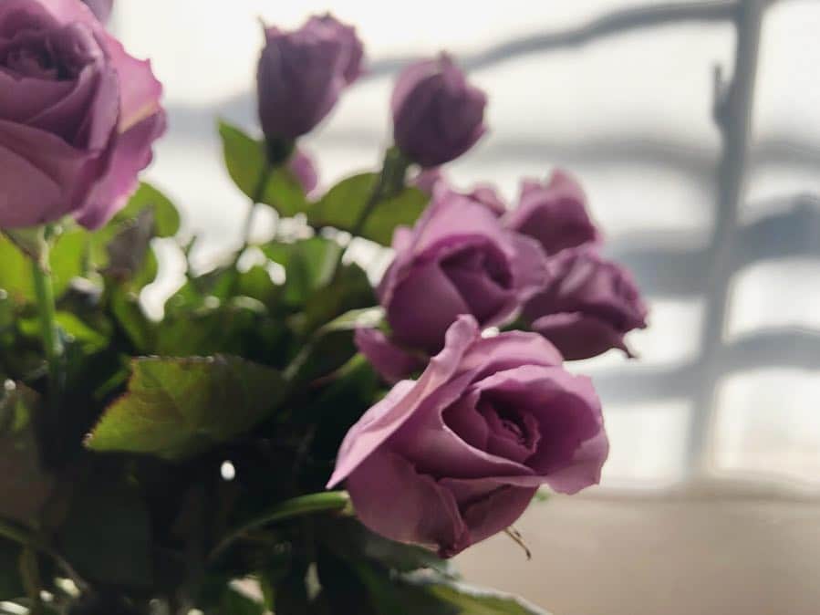 LOVEGREEN -植物と暮らしを豊かに。さんのインスタグラム写真 - (LOVEGREEN -植物と暮らしを豊かに。Instagram)「✨撮影風景✨ . . サントリーフラワーズ × LOVEGREENの冊子制作時の撮影の様子。 . 当日は、サントリーフラワーズが開発した世界で初めての青いバラ「アプローズ」の優しい香りに癒されながら撮影が進みました☺️ . コラボ冊子は、3日間限定で東京駅で配布されます！ . 💐イベント詳細💐 『駅ナカミュージアム』 🗓2019年4月12日(金)～14日(日) 🕙10時～19時(予定) 📍東京都千代田区丸の内一丁目 東京駅イベントスペース(八重洲コンコース・八重洲中央) 💰無料 . #カタログ#植物イベント#イベント#花#花が好き#バラ#カーネーション#ムーンダスト#シクラメン#セレナーディア#プリンセチア#サフィニア#ガーデニング#花のある暮らし#植物のある暮らし#インテリア#ラブグリ#ボタピー#botapii#ボタピーズ#東京駅#八重洲#バラ#香りのある暮らし#香る花#撮影#撮影風景#アプローズ」4月10日 17時10分 - lovegreen_official