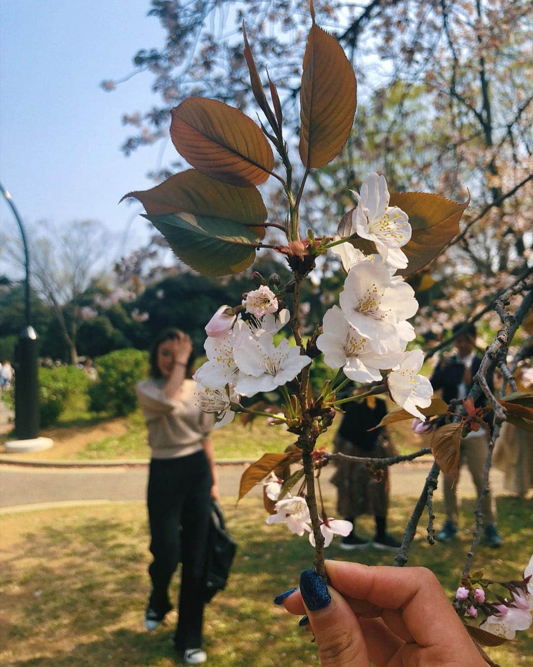 安田華乃さんのインスタグラム写真 - (安田華乃Instagram)「仕事終わって、お花見🌸」4月10日 17時13分 - nanochuuun_