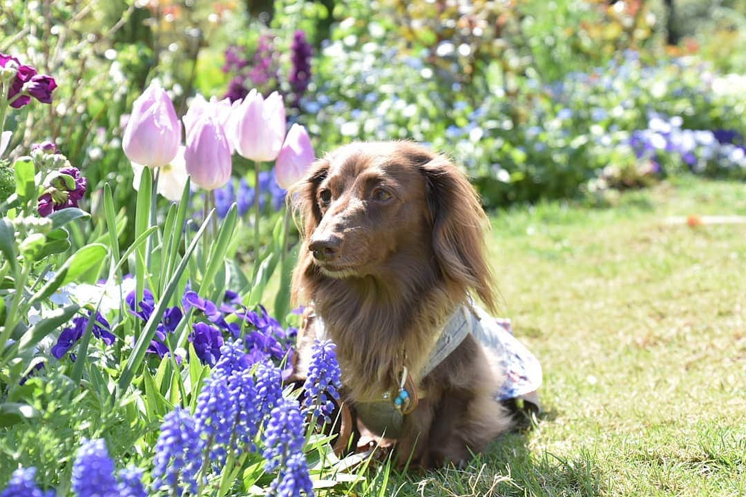 etsukoさんのインスタグラム写真 - (etsukoInstagram)「* 2019.04.10 ちゃぷい☔ * * * 🐶💬 『あーちゃん地方…ちゃぷいです☔』 * * * 👧💬 『びっくりだよね( ･᷄･᷅ ) なんなの…この寒さは……💧』 * * * 体がついていけないよぉ(TT) お留守番なアロハさん。 寒くないかな…大丈夫かな。 ヨシノさん🌸もこの雨で おしまいかなぁ。 今年こそは…と 思っていたのに 見に行けなかった あちらや あちらや あちら…………。 また 来年…。 * * * #アロハと花巡り2019 #アロハと素敵巡り2019  #Garden #ガーデン #ミニチュアダックスフンド #ミニチュアダックス #ダックスフンド #ダックス #チョコソリッド #ワンコなしでは生きて行けません会 #犬のいる暮らし #あろまっぷ #miniaturedachshund #miniaturedachs #dachshund #dachs #dogoftheday #dogstagram #flowerstagram #ig_dogphoto #ig_flower #todayswanko #east_dog_japan #alohahappy🐶 * * *」4月10日 17時34分 - aloha_with_etsuko