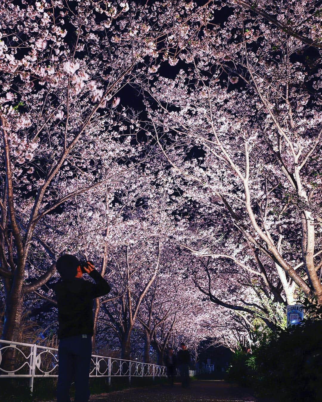 愛知県田原市さんのインスタグラム写真 - (愛知県田原市Instagram)「It is the best to see at night. * ピンク倍増 * #今日は寒かったね でも #こんな夜桜見たかった#ボクも上手に撮れるよ#夜桜見物 #雨もあがったし#散る前にもう一度見に行こう * #たはら暮らし * #渥美半島#田原市#田原#伊良湖岬#伊良湖#赤羽根#桜大好き #tahara#irago#akabane #サーフィン#surfing#田舎暮らし#日々の暮らし#休日の過ごし方#スローライフ#instagramjaran#」4月10日 17時35分 - tahara_kurashi