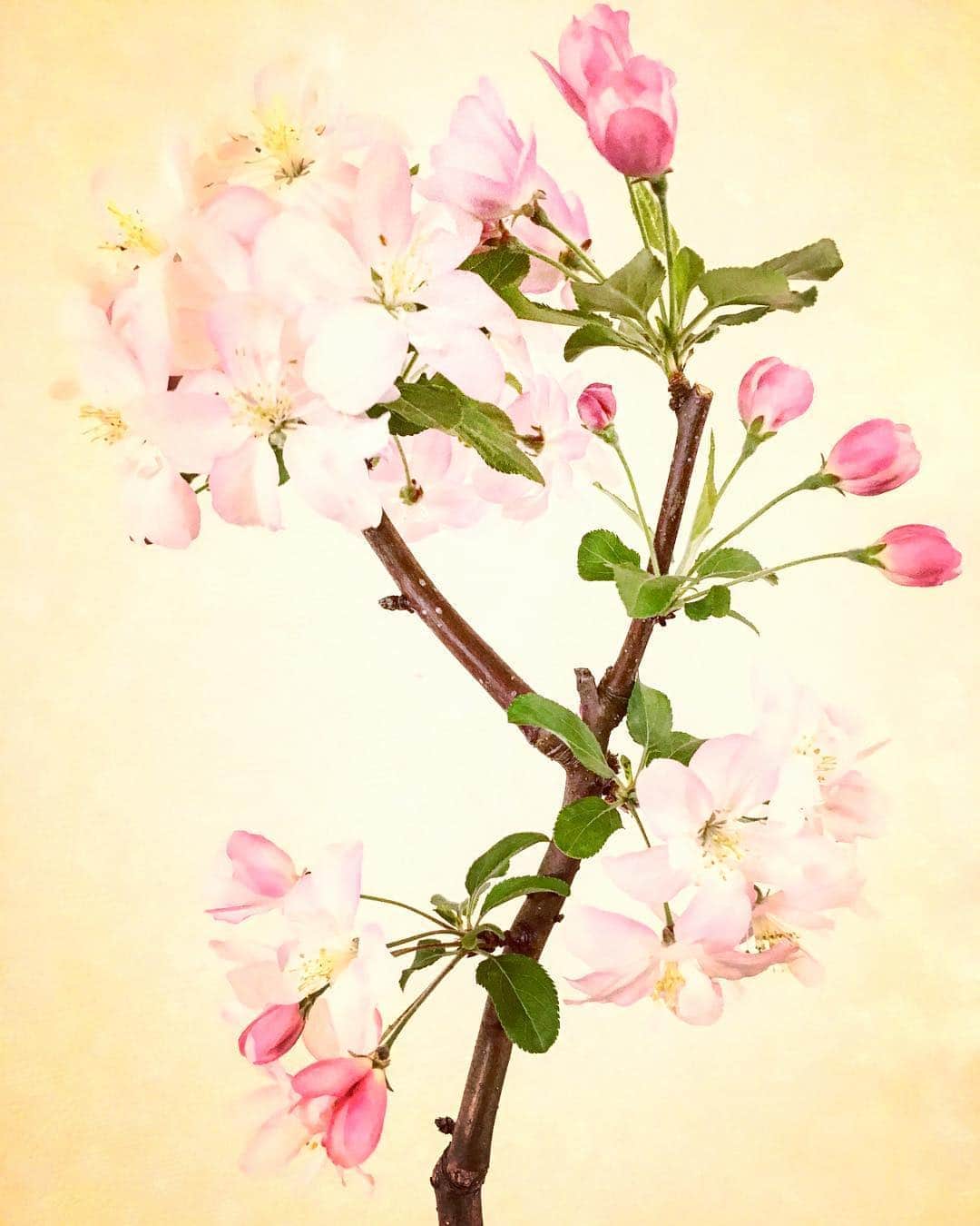 名渡山遼さんのインスタグラム写真 - (名渡山遼Instagram)「ほのぼの、ハナカイドウ🌸 名前は考え中。 白ピンクのお花が たくさん咲いてくれました。 ありがとう。  #かいどう #海棠 #花海棠 #ハナカイドウ #花 #盆栽」4月10日 17時46分 - ryo_natoyama