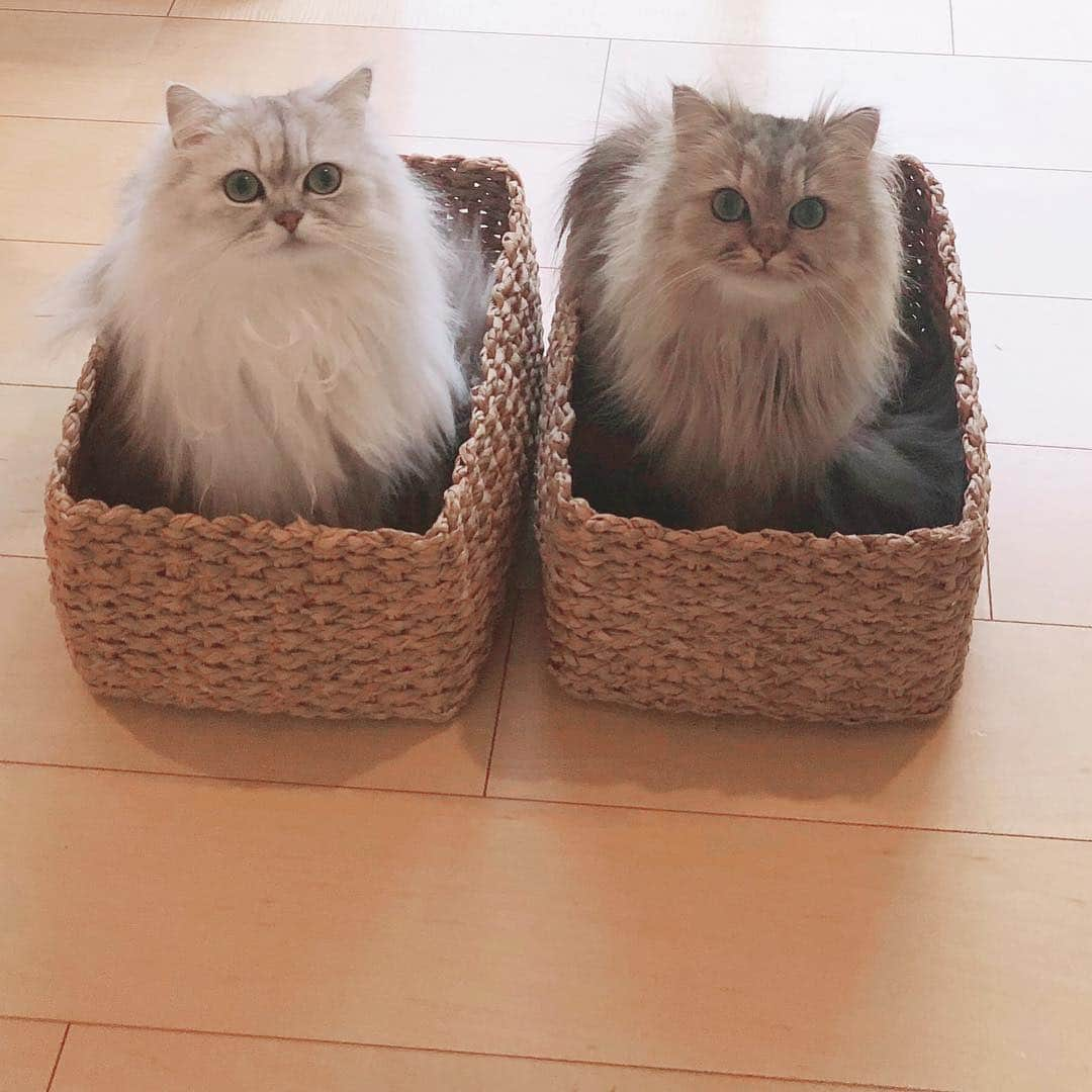 兄弟猫と私と夫の2トムのまいにちさんのインスタグラム写真 - (兄弟猫と私と夫の2トムのまいにちInstagram)「See you tomorrow またあしたねー！ みんなありがとう」4月10日 23時13分 - maamiff