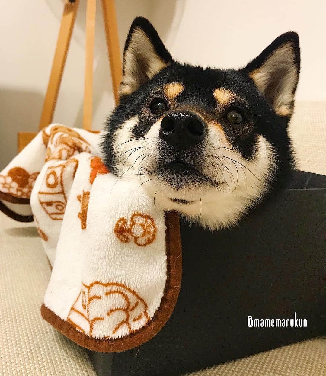 まめ丸のインスタグラム：「* * 今日はとってもさむかったね🐶💦 ぼくは箱📦の中でぬくぬくだよ🐶💓 * good  night🐶💓 * #冬将軍がサクラみにきたのかな🌸 #みんなもあったかくしてねてね🐶💓 #突然箱に入れるようになったぼく シリーズ * #柴犬#豆柴#柴#黒柴#犬#ふわもこ部#shiba#shibainu#shibastagram#shibadog#puppy#instadog#dogstagram#dog#instashiba#petstagram#pet#cutepetclub#강아지#멍스타그램#doglover#ilovemydog#weeklyfluff#dailyfluff#映画ペット2キャンペーン#いぬのきもち賞」