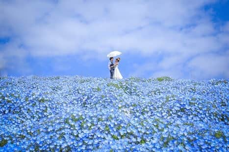 デコルテウエディングフォトグループさんのインスタグラム写真 - (デコルテウエディングフォトグループInstagram)「海空のように広がる"ネモフィラ畑"。💠「ひたち海浜公園」で撮る幻想的なロケーションフォト﻿ ﻿ 2019年は4月22日〜GWいっぱい見頃の﻿ 茨城「ひたち海浜公園」のネモフィラ畑。﻿ ﻿ 広大な園内に四季折々の草花が整備され、﻿ 近隣の建物等の写り込みがない人気スポットです。﻿ 都内から日帰りできるのも嬉しいポイント✨﻿ ﻿ 撮影用のドレスは、﻿ ブルーのネモフィラ畑に映える"白"を選んで。﻿ お花畑を歩く姿の撮影が多いので、﻿ ボリュームの有るタイプがおすすめです💓﻿ ﻿ ルーズ系、エアリーなヘアスタイルで、﻿ メイクは血色のよく見える春メイクに。﻿ "軽やかなかわいらしさ"がマッチします。﻿ ﻿ 都内にはあまりない広大なお花畑ですが、﻿ 青空の下での撮影はやっぱり気持ちがいいもの😌﻿ 春らしさ満点のネモフィラ畑、イチオシです！﻿ ﻿ まだまだ予約受付はできるので、﻿ 撮影を検討中の方はぜひお問い合わせください。﻿ ﻿ Photographer 海原道枝 @michie_kaibara_aqua﻿ Studios スタジオアクア浅草店 @studioaqua_asakusa . #ネモフィラ畑 #ネモフィラ #ひたち海浜公園 #青空 #花畑 #お花畑 #日本の絶景 #2019年春婚 #洋装前撮り #幻想的 #ウェディングフォト #結婚写真 #フォトウェディング #ウェディングヘア #ウェディングニュース #ウェディングヘアスタイル #結婚式コーデ #ロケーション撮影 #前撮り #花嫁準備 #花嫁コーディネート #ウェディング #卒花嫁 #結婚準備 #花嫁 #d_weddingphoto #デコルテ #フォトジェニックブライドアンバサダー」4月10日 18時04分 - decollte_weddingphoto