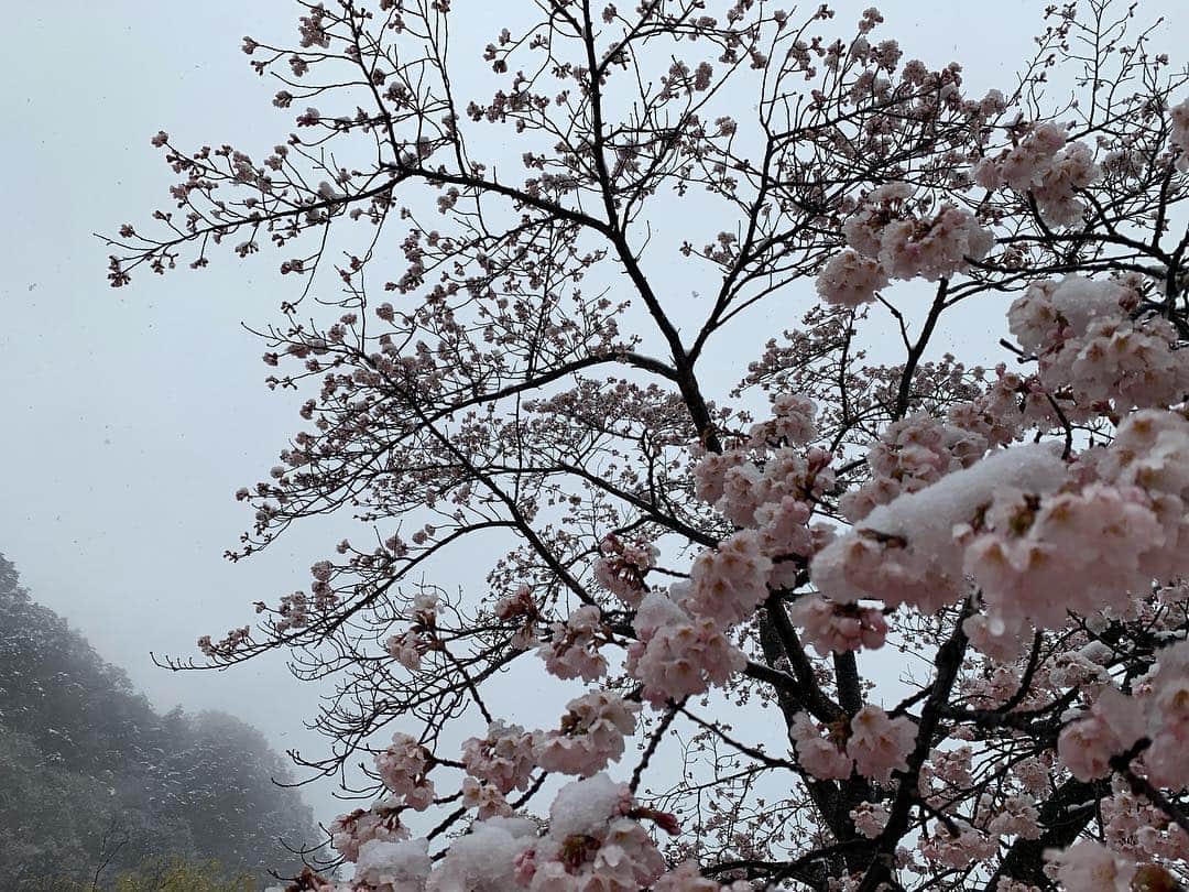 佐藤寛太さんのインスタグラム写真 - (佐藤寛太Instagram)「桜と雪。 また観れるかな  Cherry blossoms covered with snow.  #桜 #雪 #Cherry blossom #Snow」4月10日 18時21分 - kanta_sato_