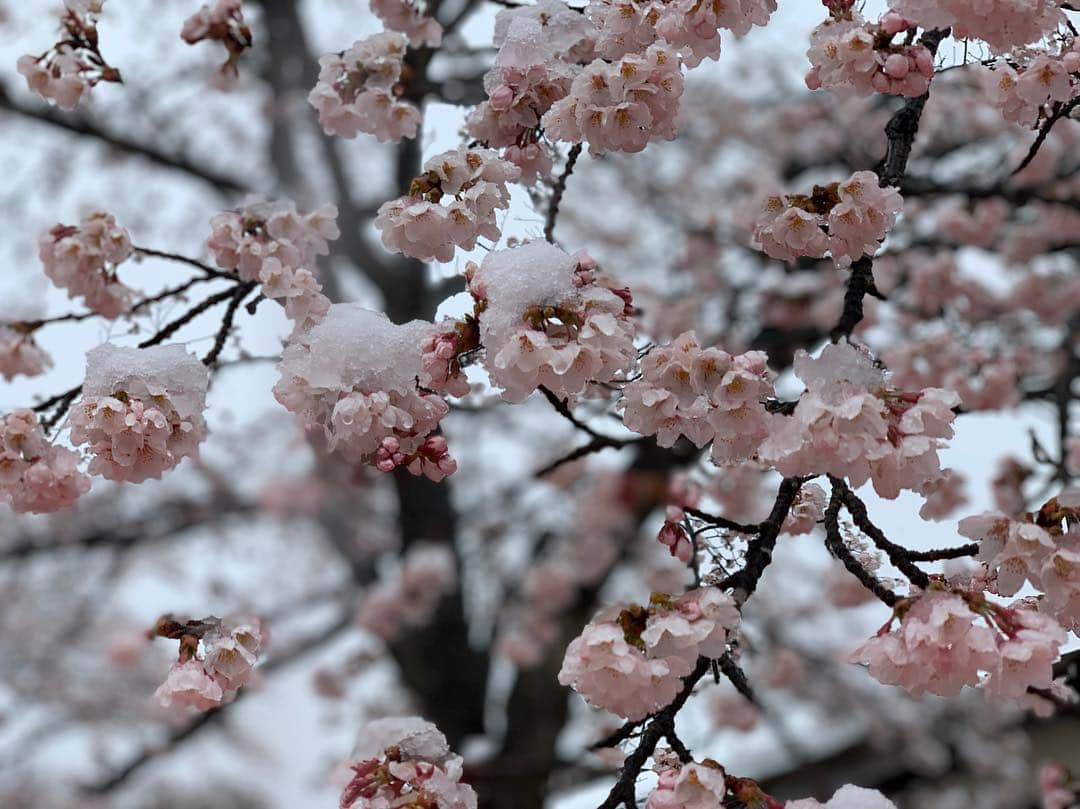 佐藤寛太さんのインスタグラム写真 - (佐藤寛太Instagram)「桜と雪。 また観れるかな  Cherry blossoms covered with snow.  #桜 #雪 #Cherry blossom #Snow」4月10日 18時21分 - kanta_sato_