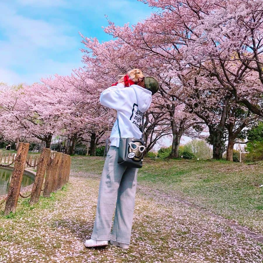 mii_stagramさんのインスタグラム写真 - (mii_stagramInstagram)「🌸🌸🌸 ・ ☞ ☜10枚🤭スワイプ☞ ☜ ・ 水曜日(^ー^)お疲れ様でしたぁ〜♪ ・ 先日ホームセンター帰りに かれん🐶と寄り道🚗 ³₃ 某所へリベンジお花見～🌸🌸🌸 ・ @beep_ss さんの ロゴパーカー✨✨ #goodnight5tore  オーバーサイズなので 気になるお尻もスッポリ〜🎶🎶 ・ igにpostする写真は どうしても余所行きな私になるけど いつもこんな感じで愛犬と近所ウロついてます‪𐤔‪𐤔 ・ もう桜も終盤で桜の絨毯も凄くて 池に浮いた桜の花びらや鴨まで～🦆🦆🌸 沢山載せたので良かったら 目の保養にどうぞ🤗💕 ・ ・ 今日は寒すぎる寒の戻り ❄:;((＞﹏＜๑));:❄ 体調崩されませんように ご自愛くださいませ💓💓💓 ・ どうしてもアプリで撮った写真 postする前は大丈夫なのに postすると画質が悪くなる😱 ・ ・ bag @cindibendi  pants @gu_global  @gu_for_all_ ・ ・ ・ ・ #sakura #コーデ#ファッション#パーカー#カジュアル#カジュアルコーデ#大人カジュアル#きれいめカジュアル#kalie #kalie公式アンバサダー #お散歩#お花見コーデ#おしゃれさんと繋がりたい #お花見#桜#さくら#はなまっぷ #はなまっぷ桜2019 #ダックスフンド #ミニチュアダックス#いぬすたぐらむ #わんこなしでは生きていけません会 #愛犬#シニア犬#景色#風景#ダレカニミセタイケシキ #インフルエンサー」4月10日 18時13分 - miyuki.0419.karemari