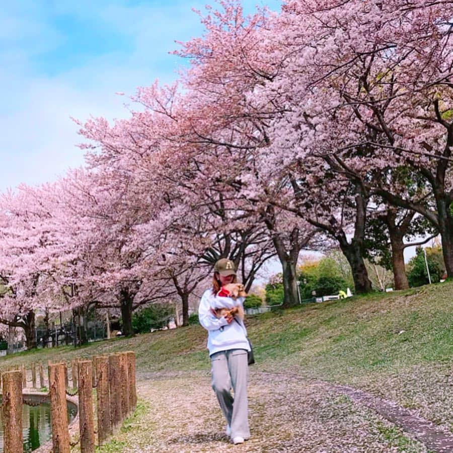 mii_stagramさんのインスタグラム写真 - (mii_stagramInstagram)「🌸🌸🌸 ・ ☞ ☜10枚🤭スワイプ☞ ☜ ・ 水曜日(^ー^)お疲れ様でしたぁ〜♪ ・ 先日ホームセンター帰りに かれん🐶と寄り道🚗 ³₃ 某所へリベンジお花見～🌸🌸🌸 ・ @beep_ss さんの ロゴパーカー✨✨ #goodnight5tore  オーバーサイズなので 気になるお尻もスッポリ〜🎶🎶 ・ igにpostする写真は どうしても余所行きな私になるけど いつもこんな感じで愛犬と近所ウロついてます‪𐤔‪𐤔 ・ もう桜も終盤で桜の絨毯も凄くて 池に浮いた桜の花びらや鴨まで～🦆🦆🌸 沢山載せたので良かったら 目の保養にどうぞ🤗💕 ・ ・ 今日は寒すぎる寒の戻り ❄:;((＞﹏＜๑));:❄ 体調崩されませんように ご自愛くださいませ💓💓💓 ・ どうしてもアプリで撮った写真 postする前は大丈夫なのに postすると画質が悪くなる😱 ・ ・ bag @cindibendi  pants @gu_global  @gu_for_all_ ・ ・ ・ ・ #sakura #コーデ#ファッション#パーカー#カジュアル#カジュアルコーデ#大人カジュアル#きれいめカジュアル#kalie #kalie公式アンバサダー #お散歩#お花見コーデ#おしゃれさんと繋がりたい #お花見#桜#さくら#はなまっぷ #はなまっぷ桜2019 #ダックスフンド #ミニチュアダックス#いぬすたぐらむ #わんこなしでは生きていけません会 #愛犬#シニア犬#景色#風景#ダレカニミセタイケシキ #インフルエンサー」4月10日 18時13分 - miyuki.0419.karemari