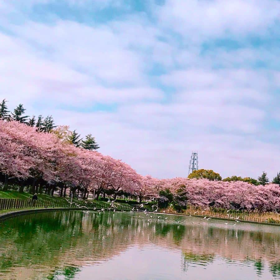 mii_stagramさんのインスタグラム写真 - (mii_stagramInstagram)「🌸🌸🌸 ・ ☞ ☜10枚🤭スワイプ☞ ☜ ・ 水曜日(^ー^)お疲れ様でしたぁ〜♪ ・ 先日ホームセンター帰りに かれん🐶と寄り道🚗 ³₃ 某所へリベンジお花見～🌸🌸🌸 ・ @beep_ss さんの ロゴパーカー✨✨ #goodnight5tore  オーバーサイズなので 気になるお尻もスッポリ〜🎶🎶 ・ igにpostする写真は どうしても余所行きな私になるけど いつもこんな感じで愛犬と近所ウロついてます‪𐤔‪𐤔 ・ もう桜も終盤で桜の絨毯も凄くて 池に浮いた桜の花びらや鴨まで～🦆🦆🌸 沢山載せたので良かったら 目の保養にどうぞ🤗💕 ・ ・ 今日は寒すぎる寒の戻り ❄:;((＞﹏＜๑));:❄ 体調崩されませんように ご自愛くださいませ💓💓💓 ・ どうしてもアプリで撮った写真 postする前は大丈夫なのに postすると画質が悪くなる😱 ・ ・ bag @cindibendi  pants @gu_global  @gu_for_all_ ・ ・ ・ ・ #sakura #コーデ#ファッション#パーカー#カジュアル#カジュアルコーデ#大人カジュアル#きれいめカジュアル#kalie #kalie公式アンバサダー #お散歩#お花見コーデ#おしゃれさんと繋がりたい #お花見#桜#さくら#はなまっぷ #はなまっぷ桜2019 #ダックスフンド #ミニチュアダックス#いぬすたぐらむ #わんこなしでは生きていけません会 #愛犬#シニア犬#景色#風景#ダレカニミセタイケシキ #インフルエンサー」4月10日 18時13分 - miyuki.0419.karemari