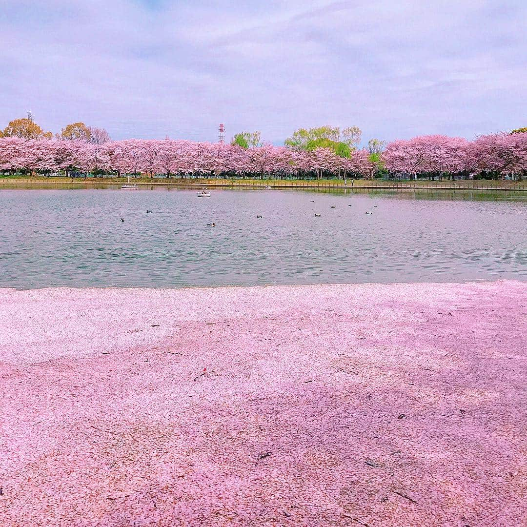 mii_stagramさんのインスタグラム写真 - (mii_stagramInstagram)「🌸🌸🌸 ・ ☞ ☜10枚🤭スワイプ☞ ☜ ・ 水曜日(^ー^)お疲れ様でしたぁ〜♪ ・ 先日ホームセンター帰りに かれん🐶と寄り道🚗 ³₃ 某所へリベンジお花見～🌸🌸🌸 ・ @beep_ss さんの ロゴパーカー✨✨ #goodnight5tore  オーバーサイズなので 気になるお尻もスッポリ〜🎶🎶 ・ igにpostする写真は どうしても余所行きな私になるけど いつもこんな感じで愛犬と近所ウロついてます‪𐤔‪𐤔 ・ もう桜も終盤で桜の絨毯も凄くて 池に浮いた桜の花びらや鴨まで～🦆🦆🌸 沢山載せたので良かったら 目の保養にどうぞ🤗💕 ・ ・ 今日は寒すぎる寒の戻り ❄:;((＞﹏＜๑));:❄ 体調崩されませんように ご自愛くださいませ💓💓💓 ・ どうしてもアプリで撮った写真 postする前は大丈夫なのに postすると画質が悪くなる😱 ・ ・ bag @cindibendi  pants @gu_global  @gu_for_all_ ・ ・ ・ ・ #sakura #コーデ#ファッション#パーカー#カジュアル#カジュアルコーデ#大人カジュアル#きれいめカジュアル#kalie #kalie公式アンバサダー #お散歩#お花見コーデ#おしゃれさんと繋がりたい #お花見#桜#さくら#はなまっぷ #はなまっぷ桜2019 #ダックスフンド #ミニチュアダックス#いぬすたぐらむ #わんこなしでは生きていけません会 #愛犬#シニア犬#景色#風景#ダレカニミセタイケシキ #インフルエンサー」4月10日 18時13分 - miyuki.0419.karemari