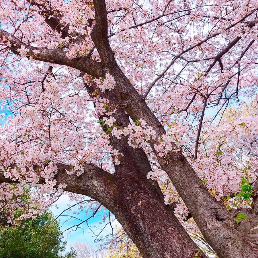 mii_stagramさんのインスタグラム写真 - (mii_stagramInstagram)「🌸🌸🌸 ・ ☞ ☜10枚🤭スワイプ☞ ☜ ・ 水曜日(^ー^)お疲れ様でしたぁ〜♪ ・ 先日ホームセンター帰りに かれん🐶と寄り道🚗 ³₃ 某所へリベンジお花見～🌸🌸🌸 ・ @beep_ss さんの ロゴパーカー✨✨ #goodnight5tore  オーバーサイズなので 気になるお尻もスッポリ〜🎶🎶 ・ igにpostする写真は どうしても余所行きな私になるけど いつもこんな感じで愛犬と近所ウロついてます‪𐤔‪𐤔 ・ もう桜も終盤で桜の絨毯も凄くて 池に浮いた桜の花びらや鴨まで～🦆🦆🌸 沢山載せたので良かったら 目の保養にどうぞ🤗💕 ・ ・ 今日は寒すぎる寒の戻り ❄:;((＞﹏＜๑));:❄ 体調崩されませんように ご自愛くださいませ💓💓💓 ・ どうしてもアプリで撮った写真 postする前は大丈夫なのに postすると画質が悪くなる😱 ・ ・ bag @cindibendi  pants @gu_global  @gu_for_all_ ・ ・ ・ ・ #sakura #コーデ#ファッション#パーカー#カジュアル#カジュアルコーデ#大人カジュアル#きれいめカジュアル#kalie #kalie公式アンバサダー #お散歩#お花見コーデ#おしゃれさんと繋がりたい #お花見#桜#さくら#はなまっぷ #はなまっぷ桜2019 #ダックスフンド #ミニチュアダックス#いぬすたぐらむ #わんこなしでは生きていけません会 #愛犬#シニア犬#景色#風景#ダレカニミセタイケシキ #インフルエンサー」4月10日 18時13分 - miyuki.0419.karemari