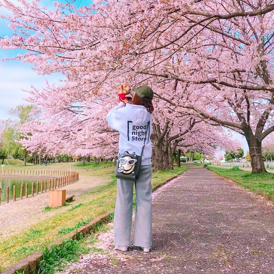 mii_stagramさんのインスタグラム写真 - (mii_stagramInstagram)「🌸🌸🌸 ・ ☞ ☜10枚🤭スワイプ☞ ☜ ・ 水曜日(^ー^)お疲れ様でしたぁ〜♪ ・ 先日ホームセンター帰りに かれん🐶と寄り道🚗 ³₃ 某所へリベンジお花見～🌸🌸🌸 ・ @beep_ss さんの ロゴパーカー✨✨ #goodnight5tore  オーバーサイズなので 気になるお尻もスッポリ〜🎶🎶 ・ igにpostする写真は どうしても余所行きな私になるけど いつもこんな感じで愛犬と近所ウロついてます‪𐤔‪𐤔 ・ もう桜も終盤で桜の絨毯も凄くて 池に浮いた桜の花びらや鴨まで～🦆🦆🌸 沢山載せたので良かったら 目の保養にどうぞ🤗💕 ・ ・ 今日は寒すぎる寒の戻り ❄:;((＞﹏＜๑));:❄ 体調崩されませんように ご自愛くださいませ💓💓💓 ・ どうしてもアプリで撮った写真 postする前は大丈夫なのに postすると画質が悪くなる😱 ・ ・ bag @cindibendi  pants @gu_global  @gu_for_all_ ・ ・ ・ ・ #sakura #コーデ#ファッション#パーカー#カジュアル#カジュアルコーデ#大人カジュアル#きれいめカジュアル#kalie #kalie公式アンバサダー #お散歩#お花見コーデ#おしゃれさんと繋がりたい #お花見#桜#さくら#はなまっぷ #はなまっぷ桜2019 #ダックスフンド #ミニチュアダックス#いぬすたぐらむ #わんこなしでは生きていけません会 #愛犬#シニア犬#景色#風景#ダレカニミセタイケシキ #インフルエンサー」4月10日 18時13分 - miyuki.0419.karemari