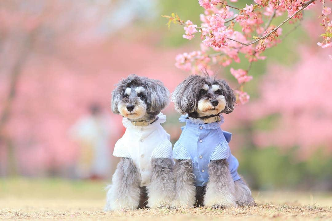 中野区在住のミニシュナのInstagramさんのインスタグラム写真 - (中野区在住のミニシュナのInstagramInstagram)「🌸 . . .  渋滞中のマーブル&イヴ写真より忘れていた代々木公園の河津桜pic🌸 . . .  #髭犬祭からのお知らせ です✨  髭犬祭2019でもお空組のみんなのご参加受付を行います！ 特別なお手続きは不要です。当日、運営本部までお越し頂ければお空組限定ご招待状をご用意しております🌈 ご招待状やポスターはdesigned by キュリー父さん @curiemama 詳しくは髭犬祭公式サイトまで〜🤗 . . .  #髭犬祭 #しゅなら部 #ミニチュアシュナウザー #河津桜 #schnauzerofinstagram #schnauzer_lovers  #schnauzer_planet  #schnauzer_of_instagram  #schnauzer_feature  #inulog #east_dog_japan #all_dog_japan  #todayswanko  #inutokyo  #dogsta #花と犬  #いぬとはな #はなまっぷ #はなまっぷ桜  #insta_dog #this_is_mylifeな1枚  #わんことお出かけ  #イヌトミィ #insta_dog #this_is_mylifeな1枚  #bokehphotography #bokehgraph #bokeh_addicts #bokehdog」4月10日 18時14分 - marble_eve