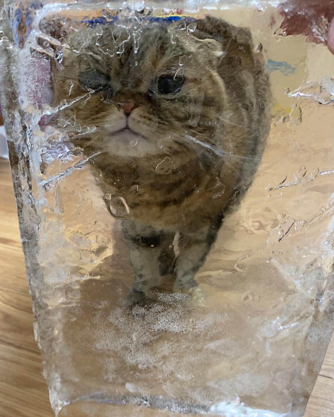 結生さんのインスタグラム写真 - (結生Instagram)「氷きーたん」4月10日 18時15分 - u_merry