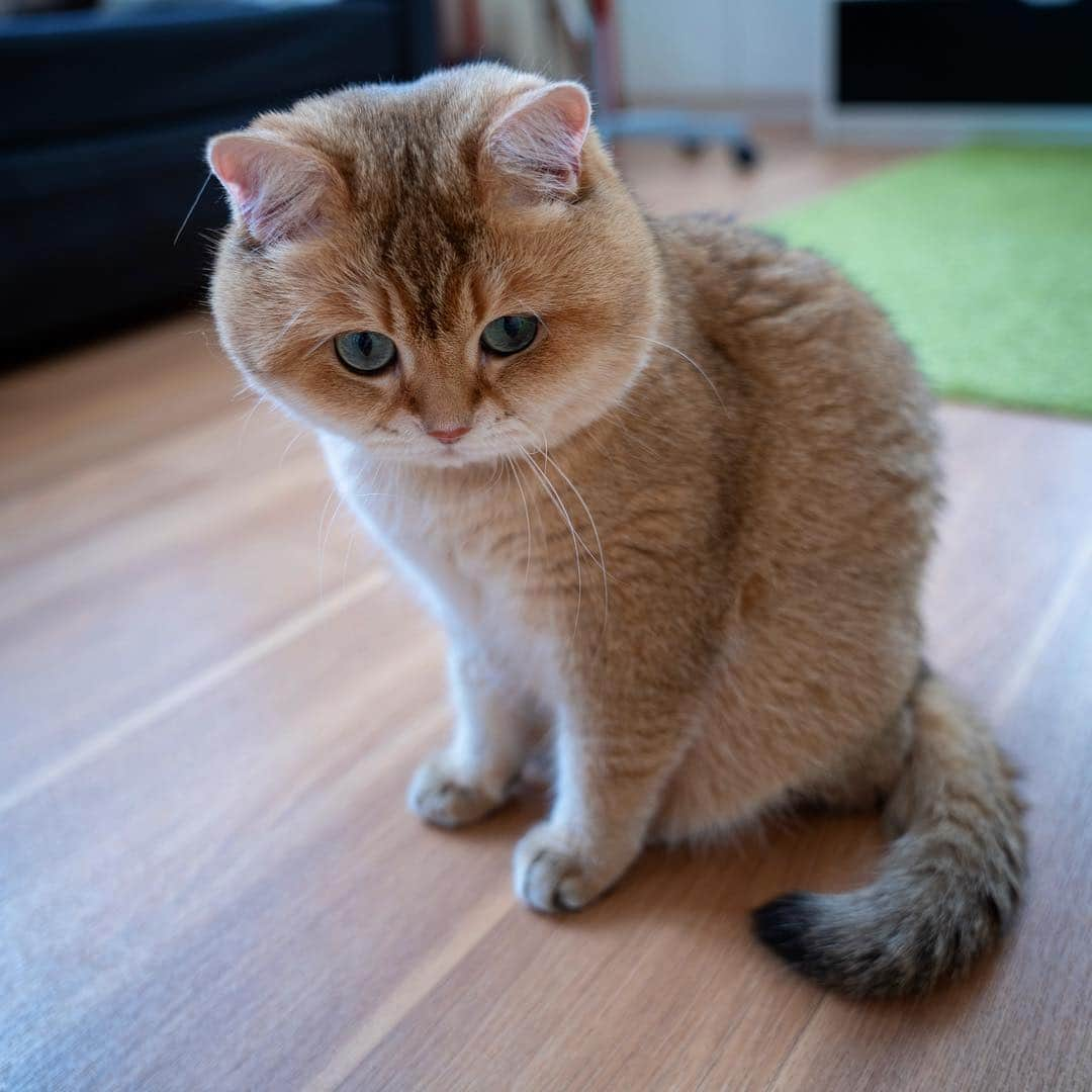 Hosicoさんのインスタグラム写真 - (HosicoInstagram)「Let's play the game of... who can stay quiet the longest 🤐」4月10日 18時20分 - hosico_cat