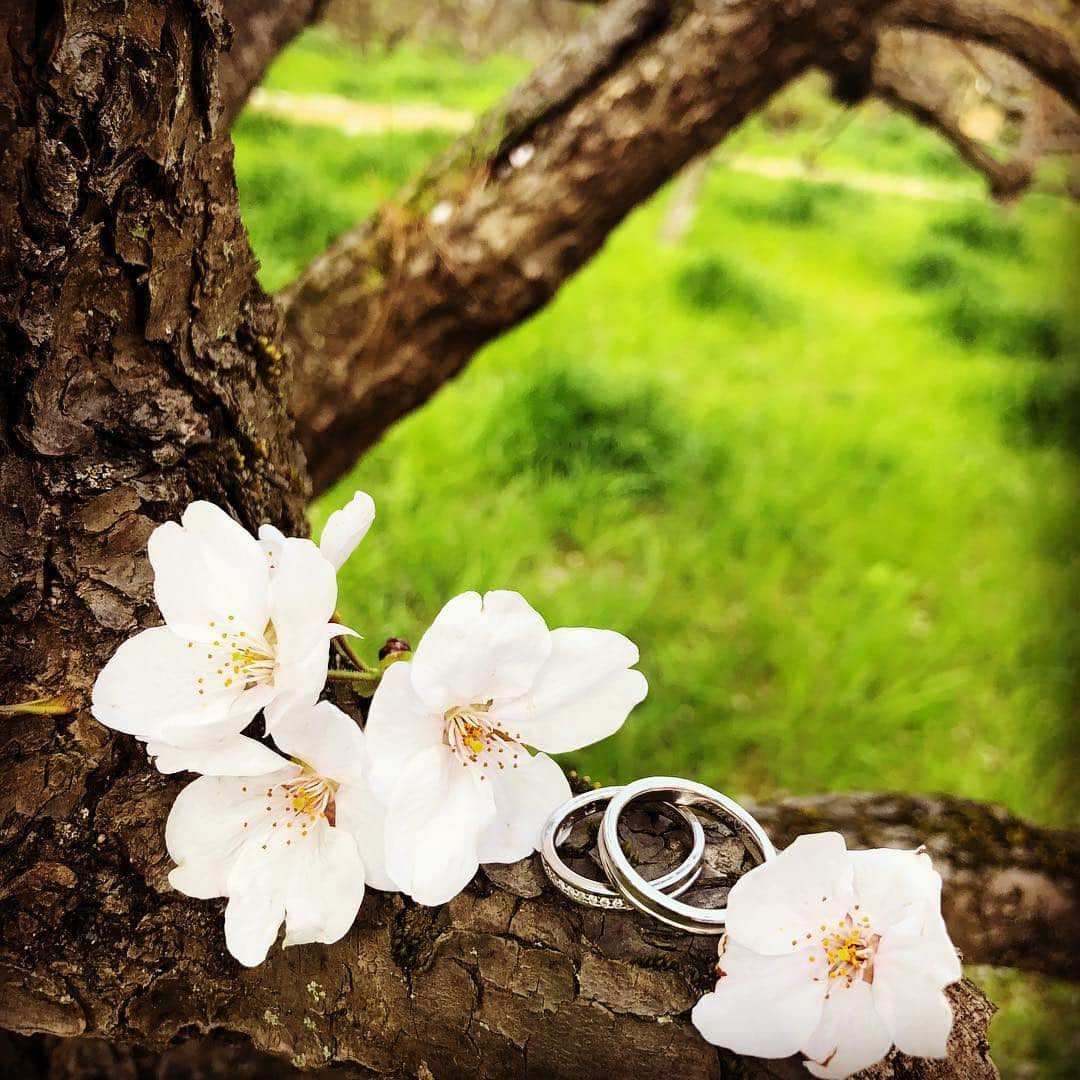 迎賓館さんのインスタグラム写真 - (迎賓館Instagram)「. 桜が楽しめるのもあとわずか . 季節感を存分に味わえる 迎賓館 wedding . #ghkwedding #桜 . #心がふるえる最幸の一日を #迎賓館 #万博記念公園 #geihinkan #万博迎賓館 #結婚式 #結婚式場  #ゲストハウス #関西花嫁 #大阪 #ウェディングニュース #関西プレ花嫁 #全国のプレ花嫁さんと繋がりたい #日本中のプレ花嫁さんと繋がりたい #ウェディングニュース  #wedding #ウエディング #プロポーズ #結婚式準備 #プレ花嫁  #結婚式レポ #love #instagood #marry花嫁 #ちーむゼクシィ #プラコレ #大人ウェディング #結婚指輪」4月10日 18時20分 - geihinkan1970