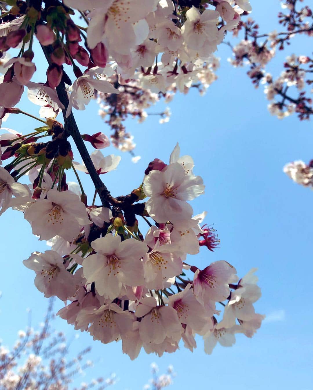 溝江明香さんのインスタグラム写真 - (溝江明香Instagram)「せっかく綺麗に咲いていた桜も雨で散っちゃうなあ…🌸☔️ 今年も自分の中で桜写真大会📸 #sakura #cherryblossom #spring #桜 #春」4月10日 18時23分 - sayakamizoe