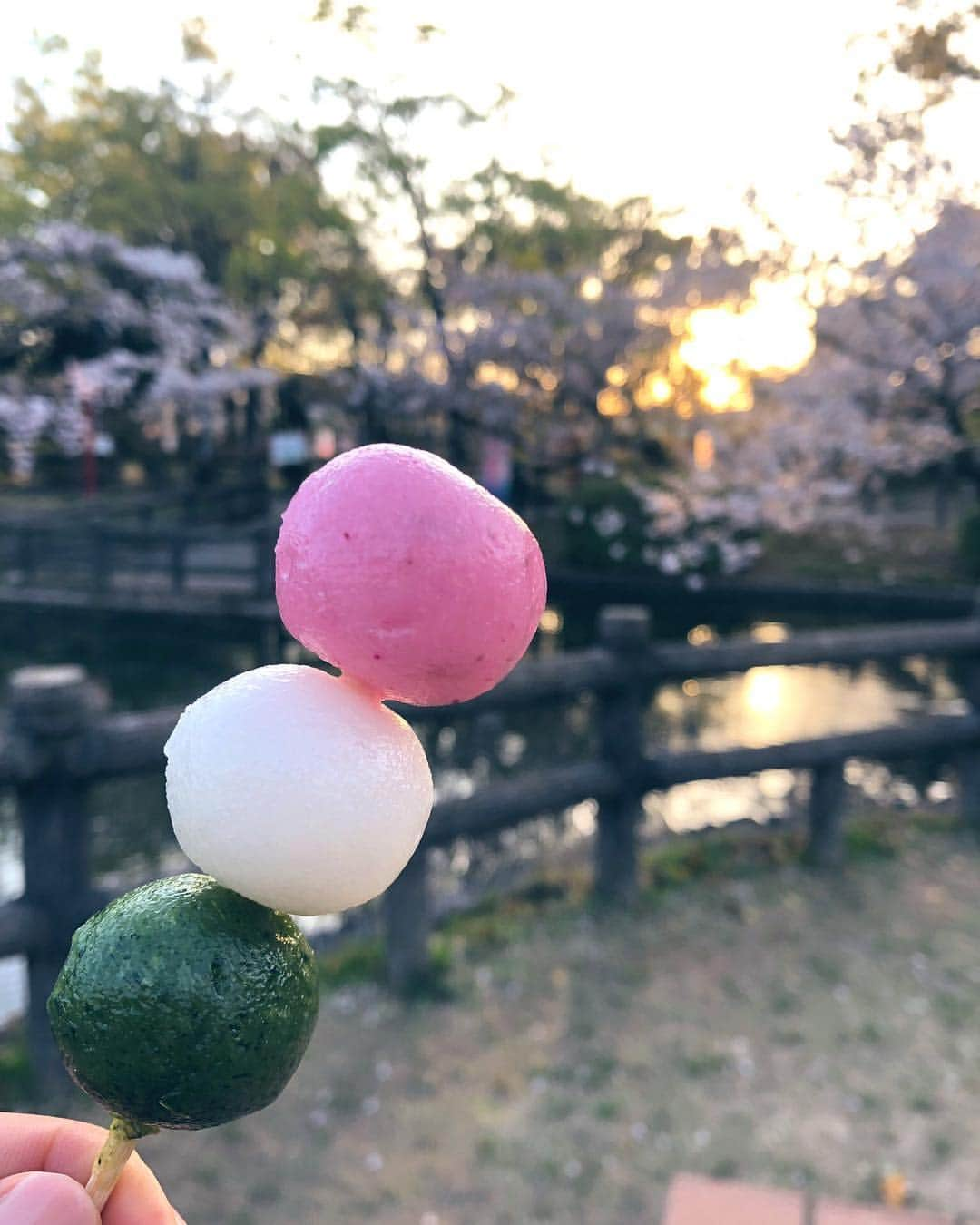 溝江明香さんのインスタグラム写真 - (溝江明香Instagram)「せっかく綺麗に咲いていた桜も雨で散っちゃうなあ…🌸☔️ 今年も自分の中で桜写真大会📸 #sakura #cherryblossom #spring #桜 #春」4月10日 18時23分 - sayakamizoe