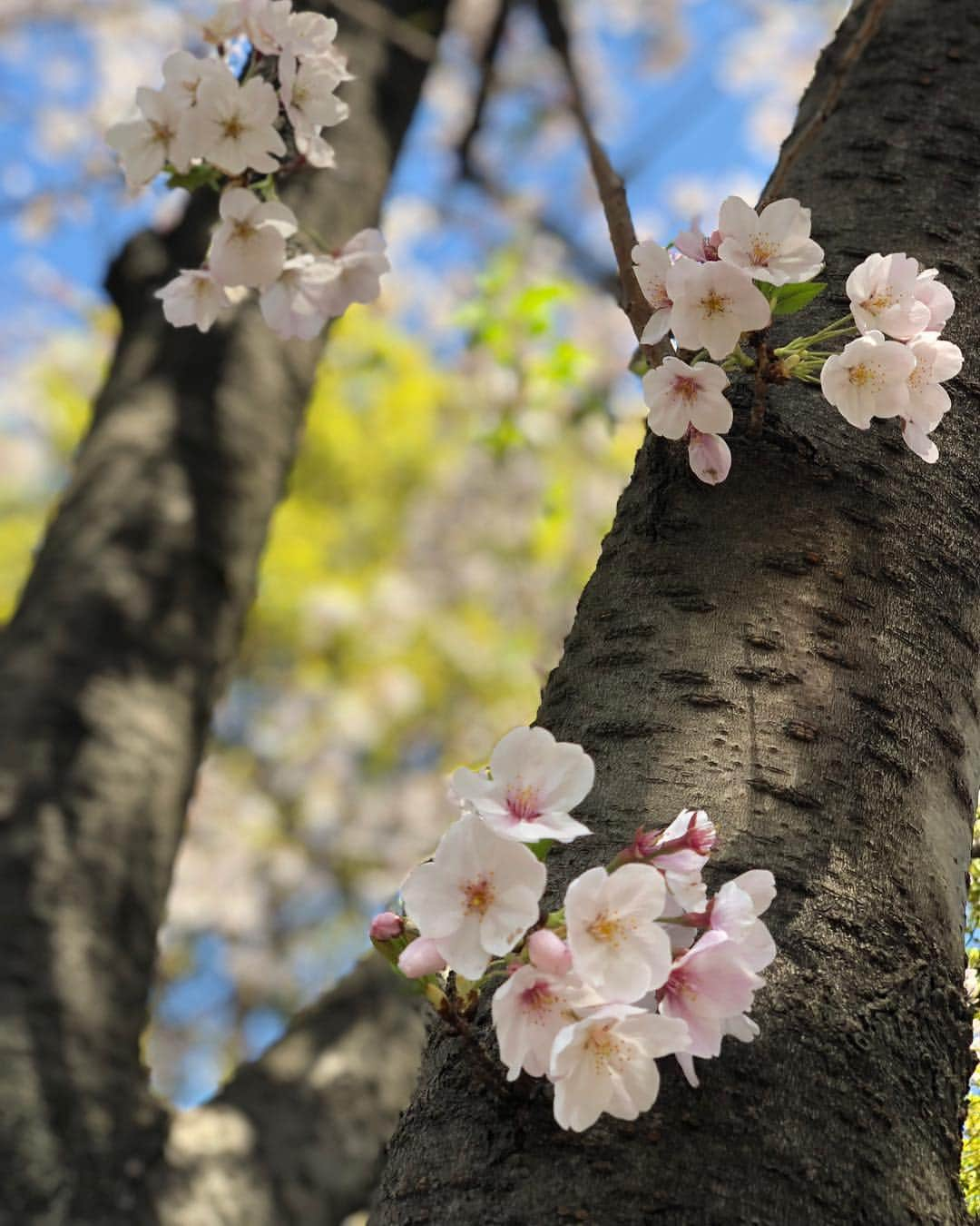 溝江明香さんのインスタグラム写真 - (溝江明香Instagram)「せっかく綺麗に咲いていた桜も雨で散っちゃうなあ…🌸☔️ 今年も自分の中で桜写真大会📸 #sakura #cherryblossom #spring #桜 #春」4月10日 18時23分 - sayakamizoe