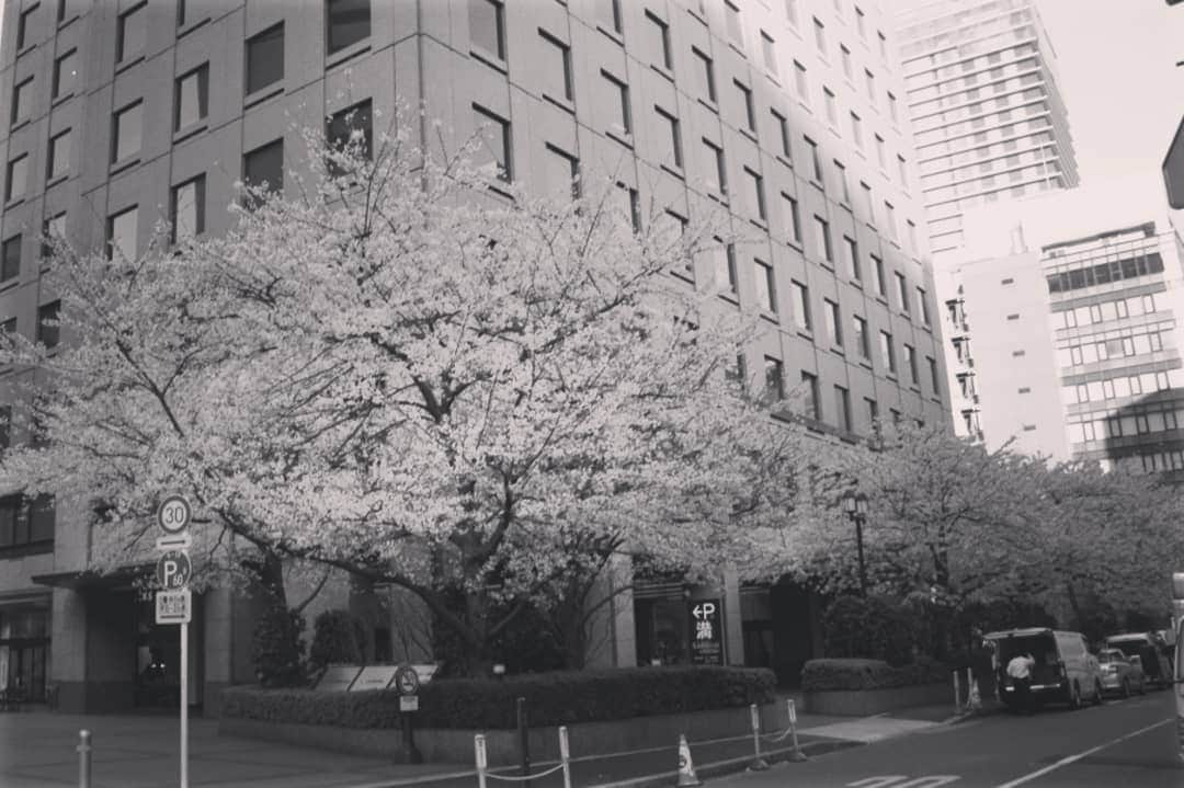 石井優香さんのインスタグラム写真 - (石井優香Instagram)「. . 実は先週#引越 で、 ちょっとバタバタしていました(^^;) ． １年前、仕事の拠点が東京になりましたが、 自宅は初の神奈川県だったので 神奈川の魅力を 少しずつ知っていったところでしたが、 つい先月、3月半ばに 急に#引っ越し が決まりました😅🏠 まさか１年で#転居 になるとは(^^;) ８年ぶりに#東京都民 になりました＊ . そんな引っ越しの前日、 #クライアント さんと #お仕事 の#打ち合わせ ＊ 写真1枚目は、 打ち合わせに向かう途中で見た #虎の門#金刀比羅宮 前の #桜 です🌸 . #東京#虎ノ門 #銀座線#虎ノ門駅 #虎ノ門金刀比羅宮 ． 2枚目は、 その打ち合わせ後に ひとりで会場下見に行ったときの写真＊ #ロビー に#八重桜 があり、 スタッフさんが1枚撮ってくださいました😊 まだ#つぼみ #本番 の日には#花開く のかな😊 #スーツ#パンツスーツ#セットアップ #ネイビー . #司会#mc#フリーアナウンサー #転勤族の妻#転妻 #東京の魅力を伝え隊」4月10日 18時23分 - ishii_yuuka